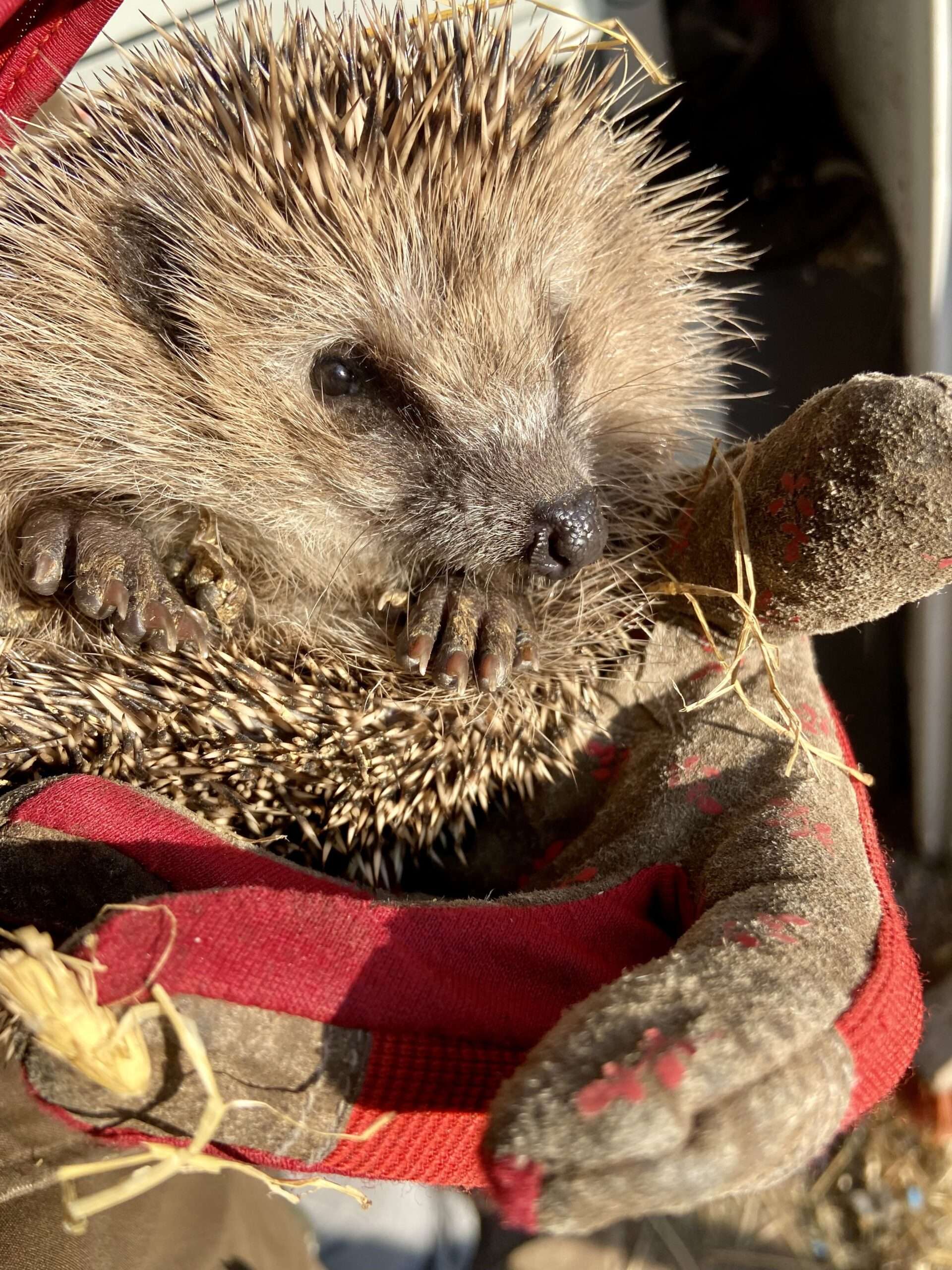 Igel auf Handschuh