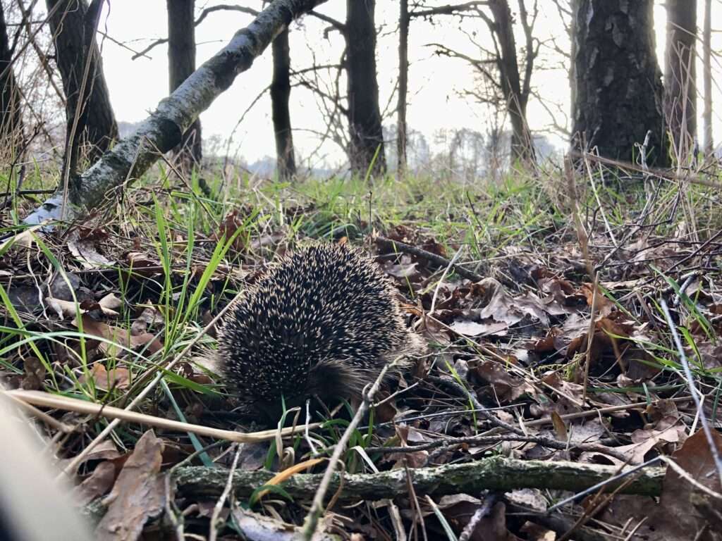 Igel im Laub