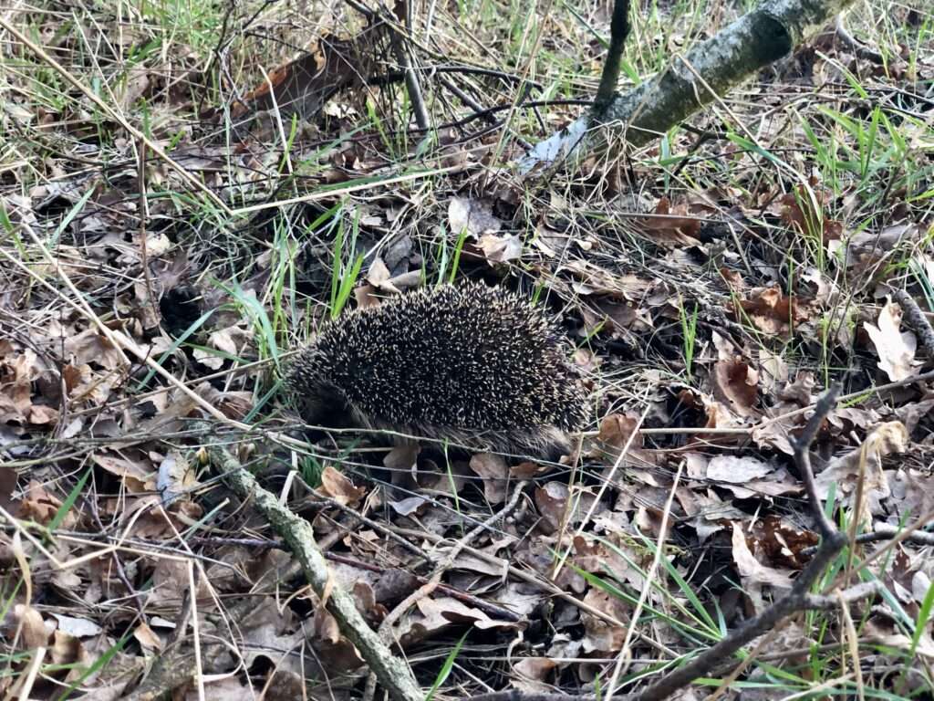 Igel im Eichenlaub