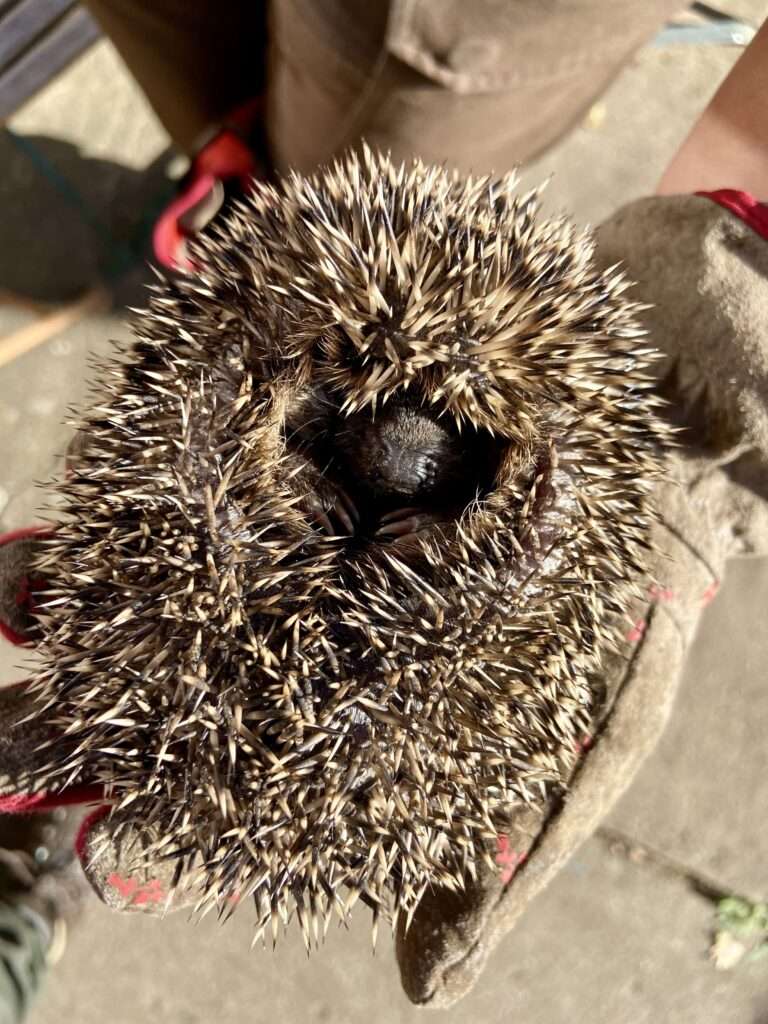 Zusammengerollter Igel