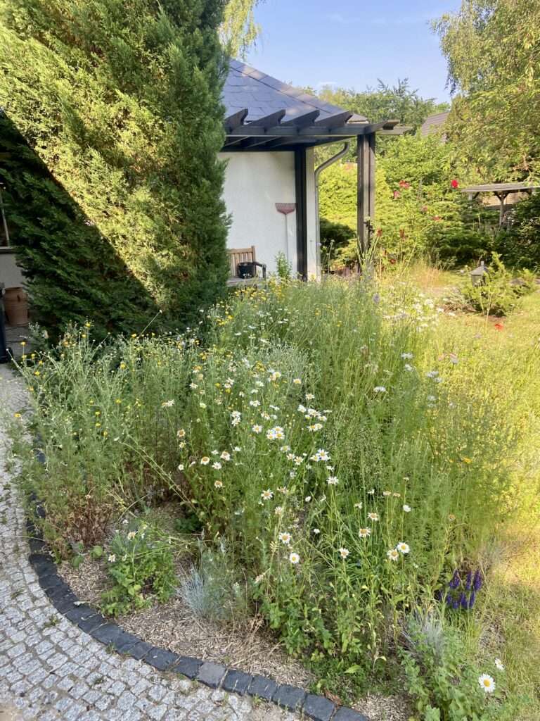 Naturnaher Garten mit wilden Mageriten