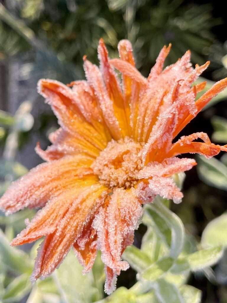 Calendula mit Frost 3