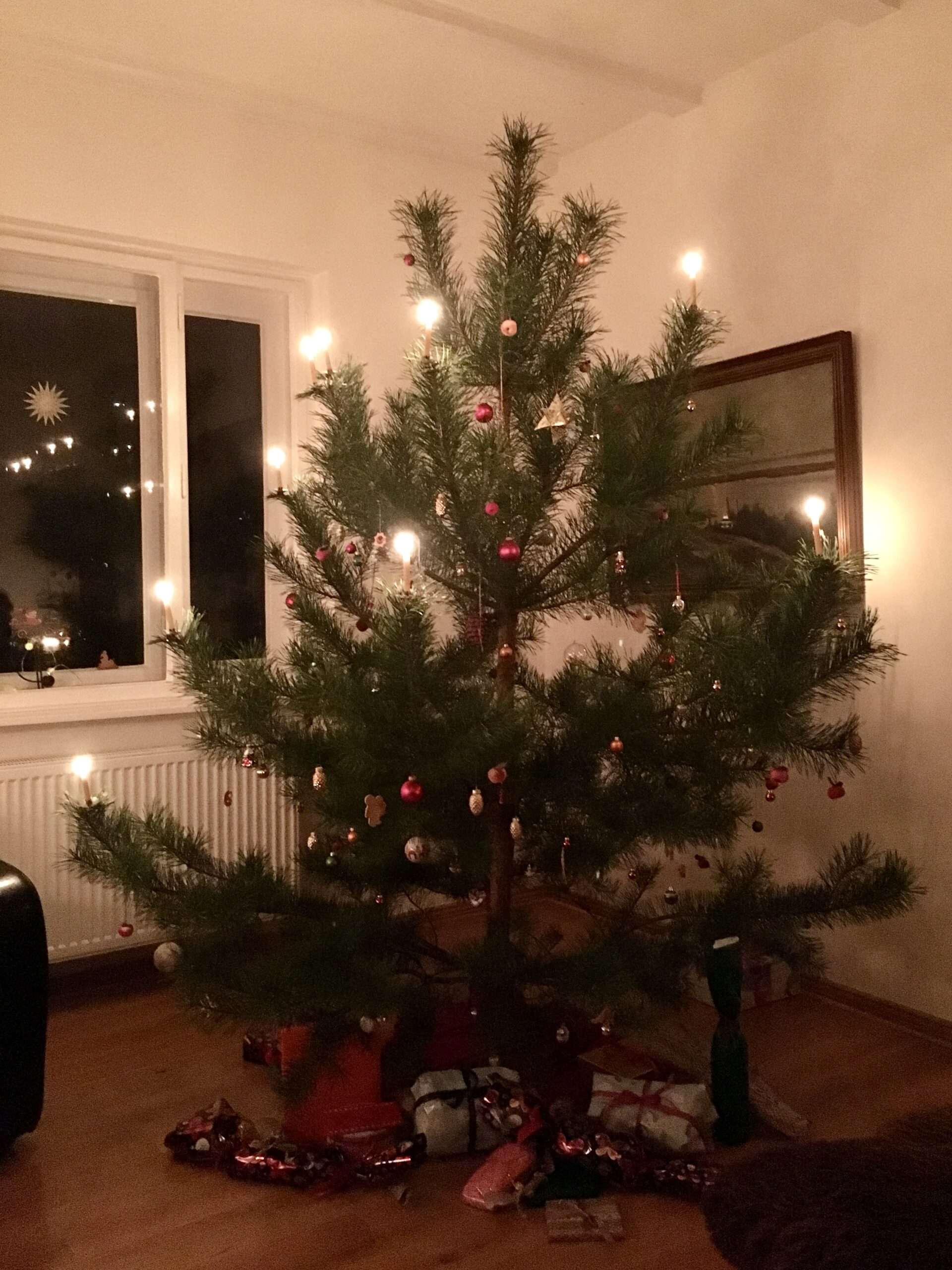 Kiefer als Weihnachtsbaum