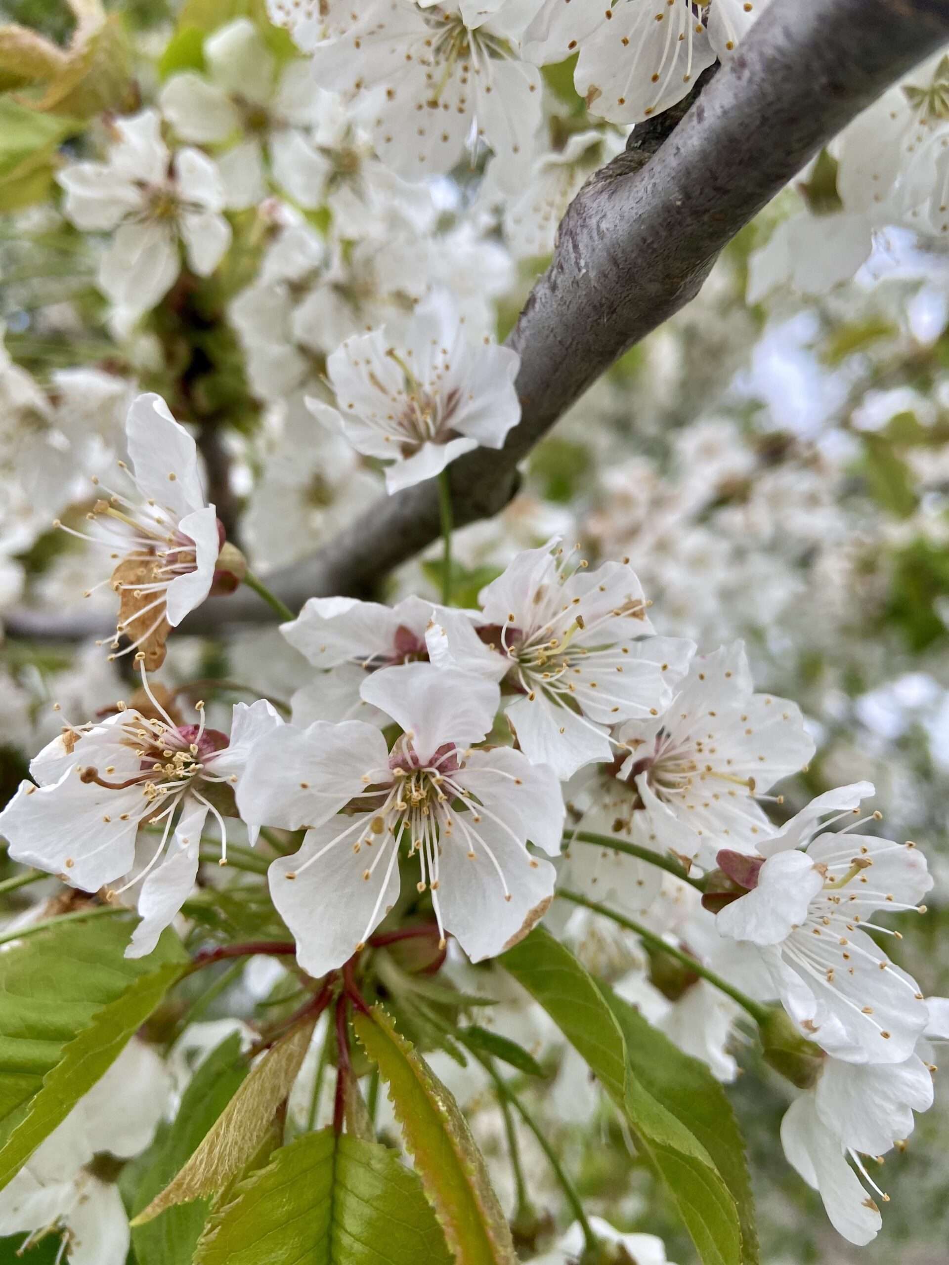 Kirschblüte Nahaufnahme auf den Rieselfeldern