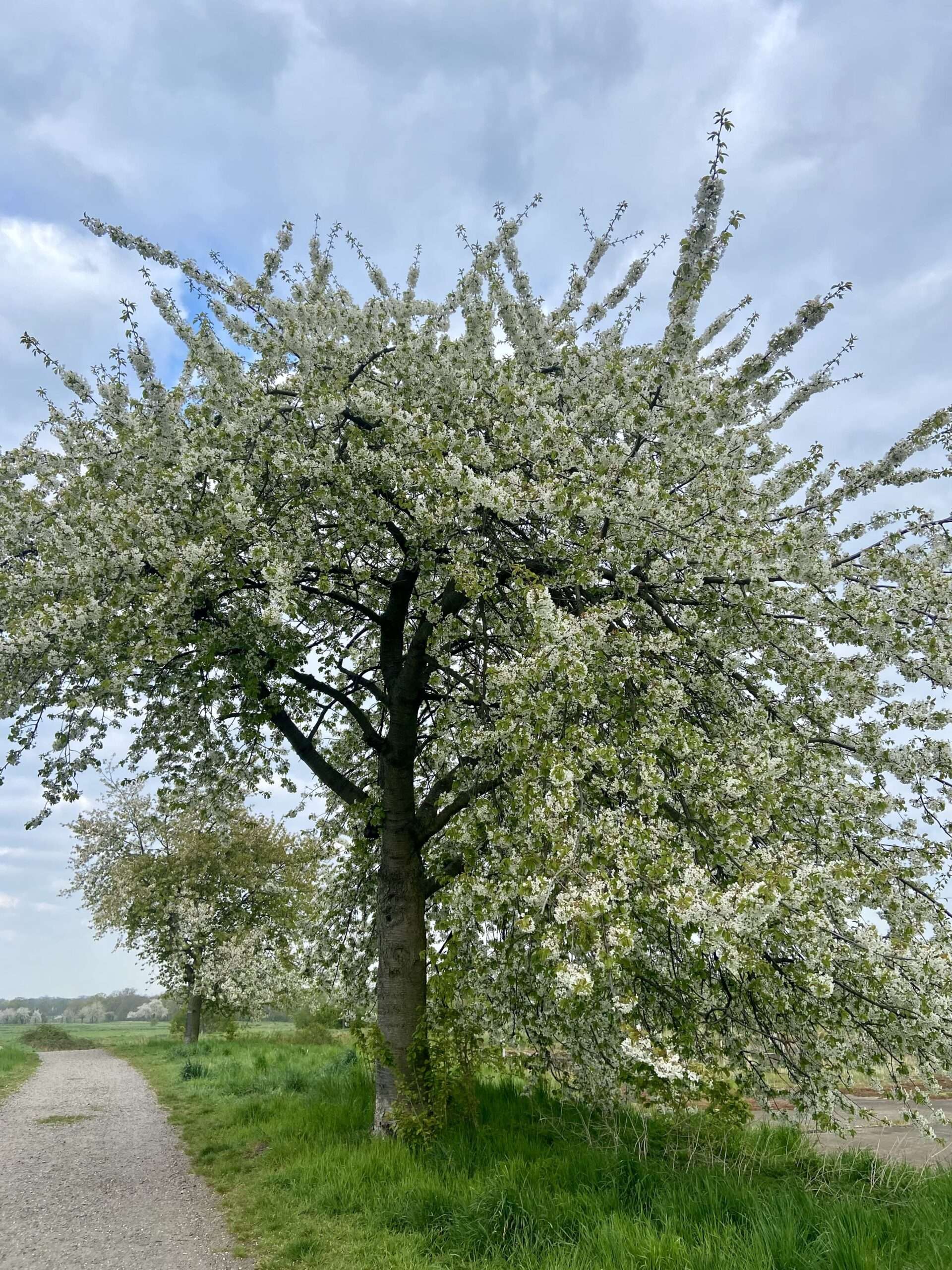 Blühender Kirschbaum auf den Rieselfeldern