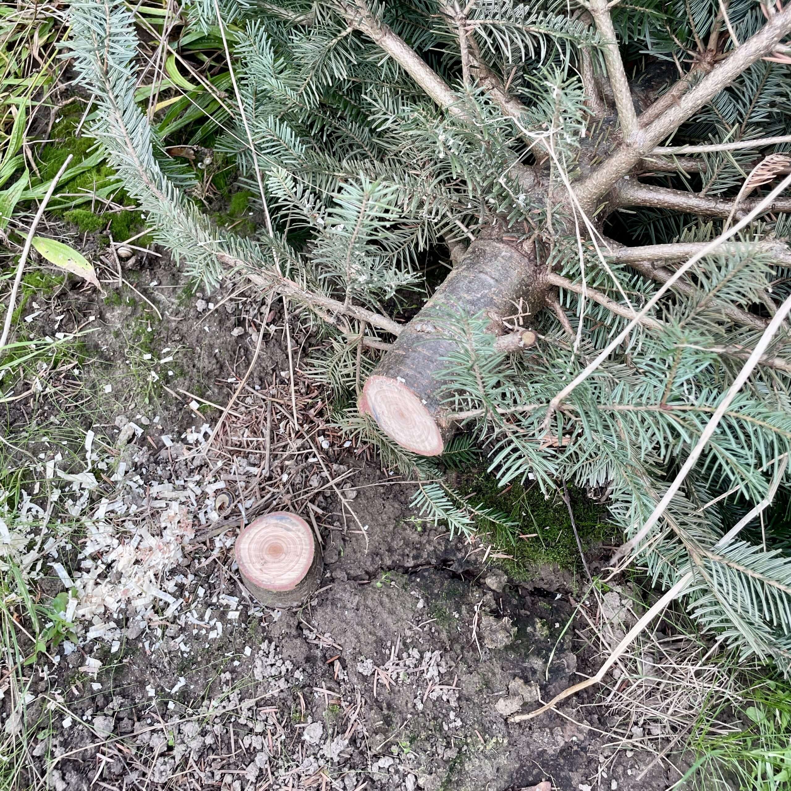 frische geschlagener Weihnachtsbaum