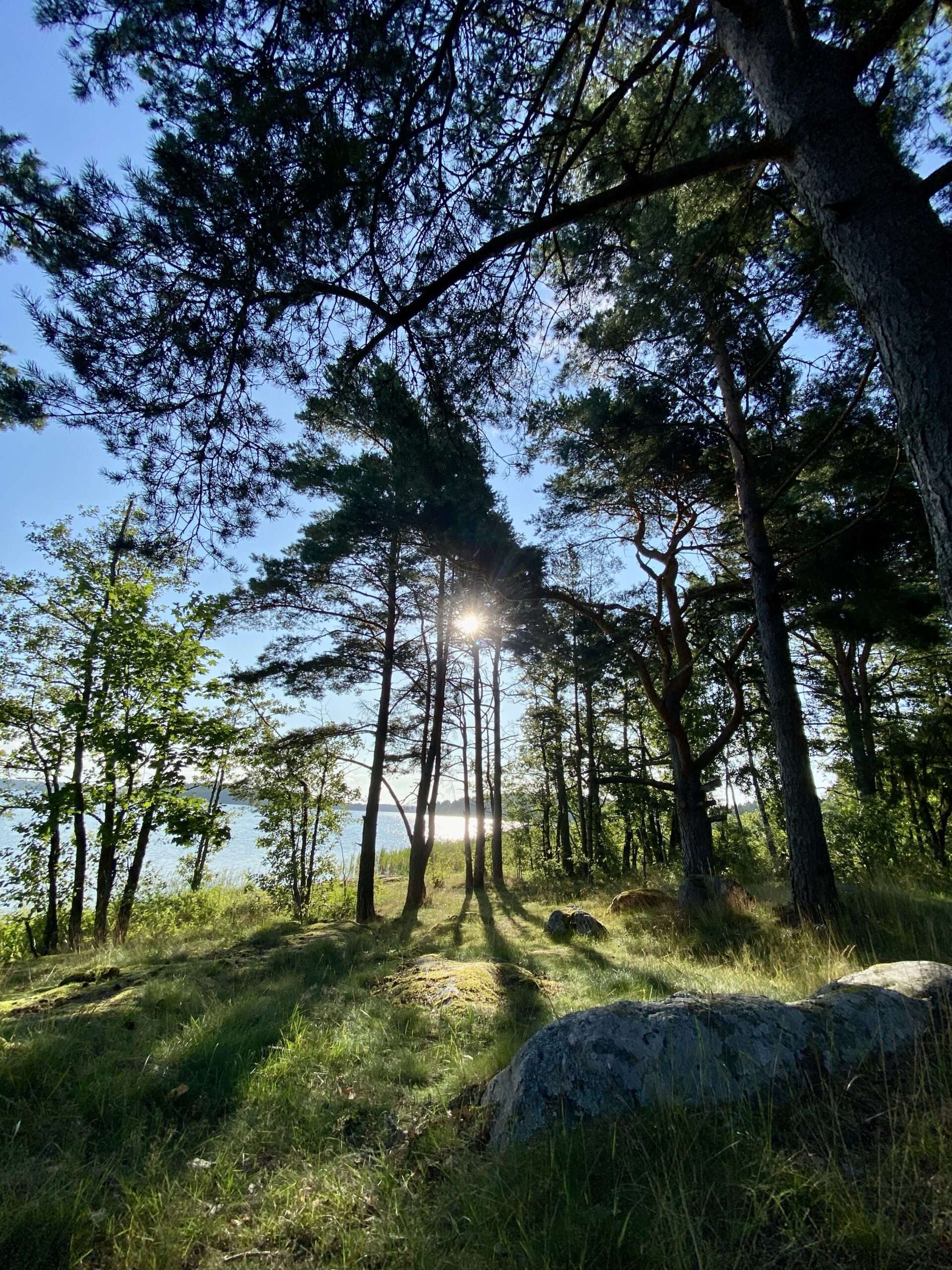 Die Sonne bricht furch Bäume in Schweden, im Hintergrund ein See