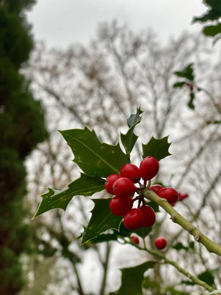 Ilex mit Früchten