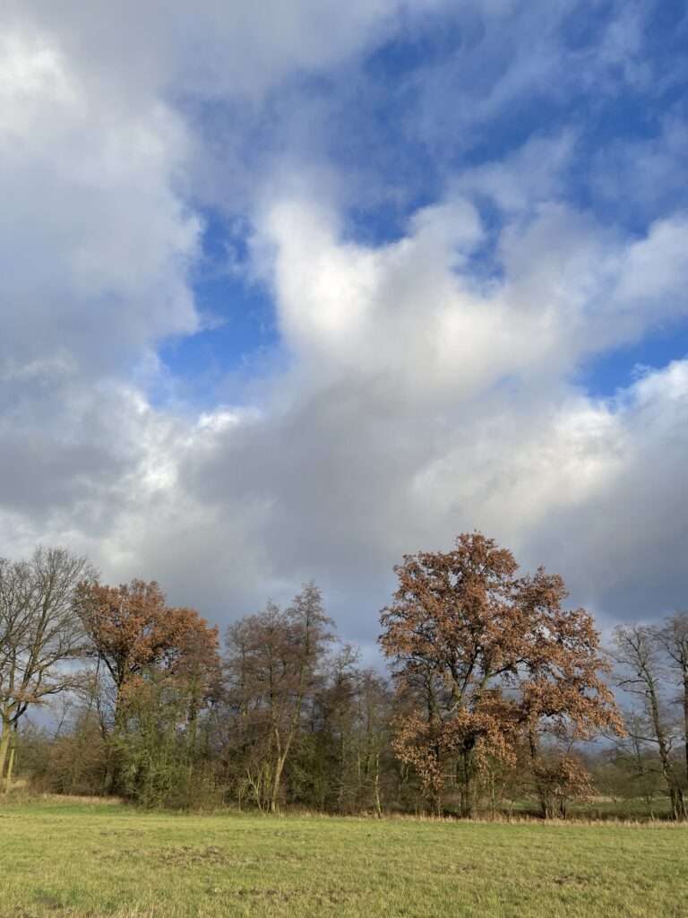 grüne Wiese, Eichen mit braunem Laub und blauer Himmel mit Wolken