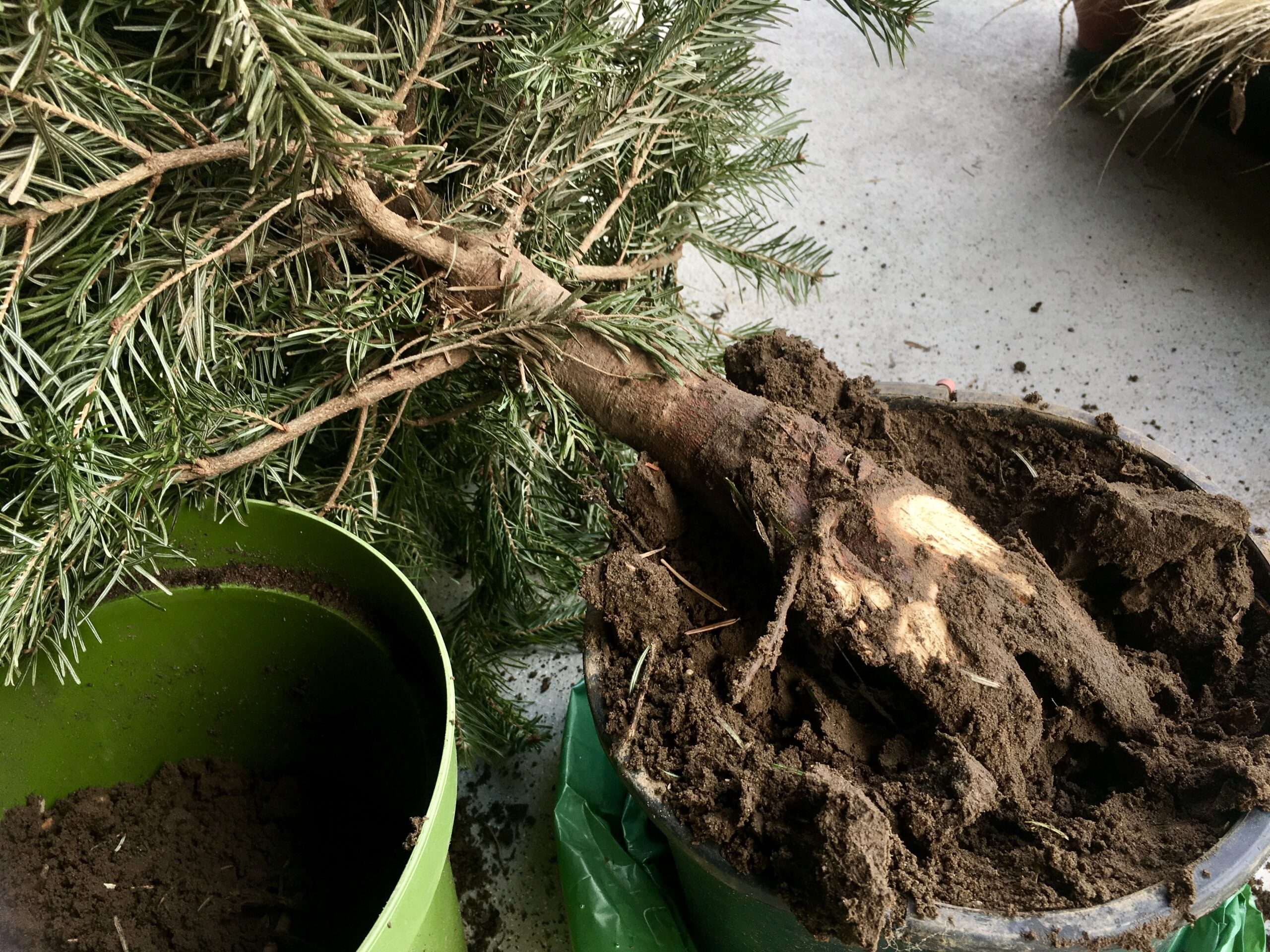 Weihnachtsbaum im Topf ohne Wurzel