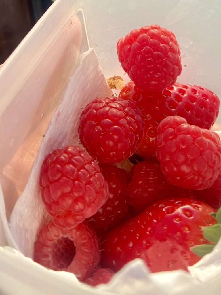 frische Himbeeren in der Brotdose