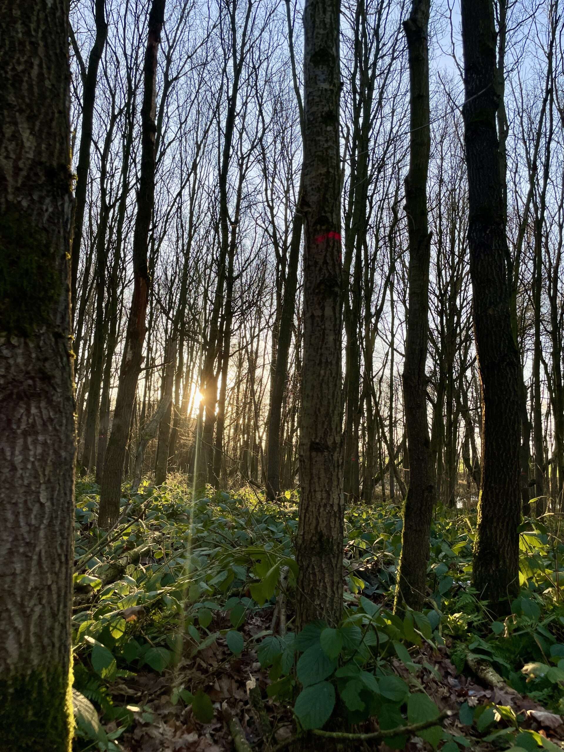 Block durch kahlen jungen Wald mit Brombeerpflanzen