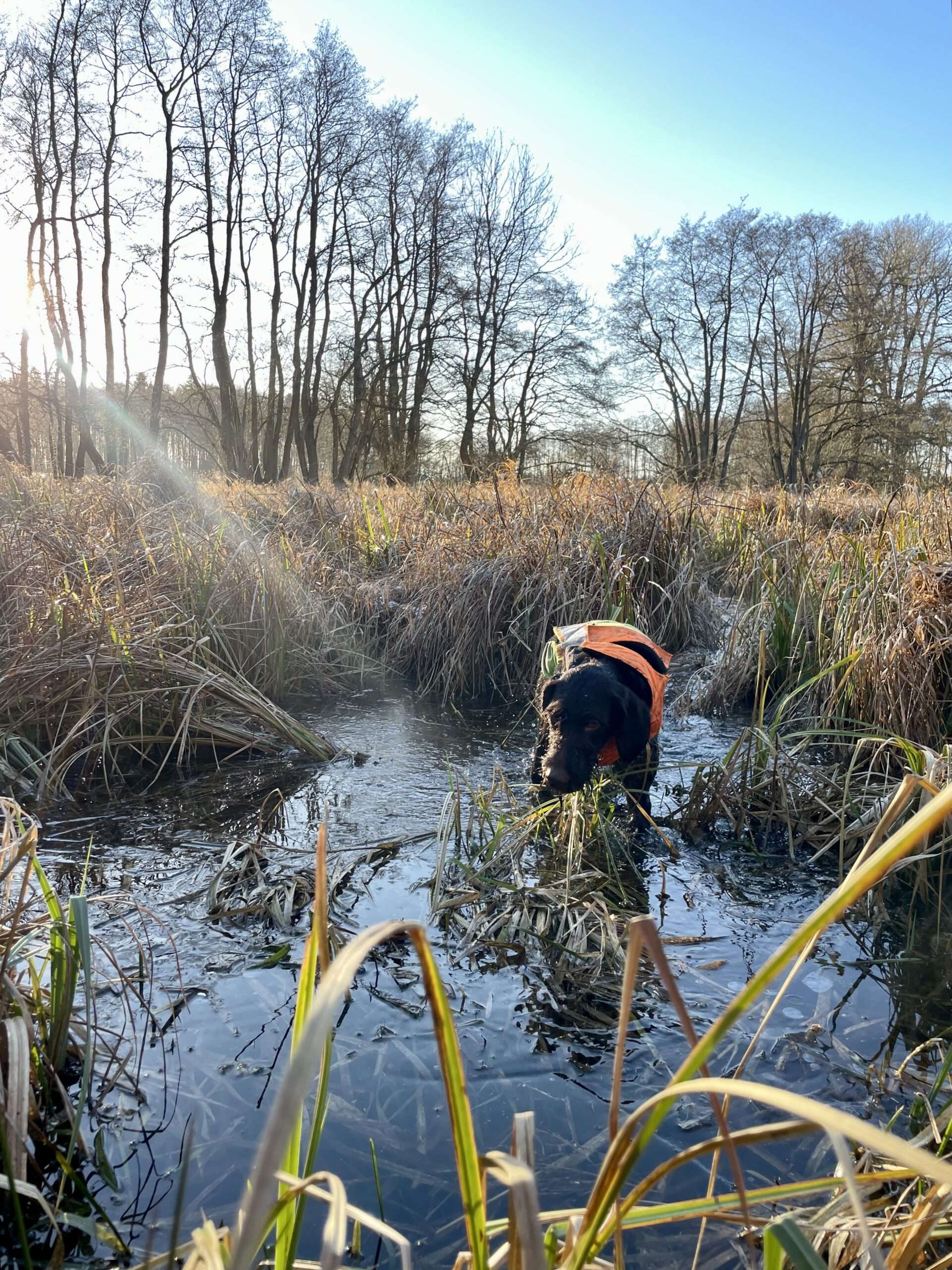 Drahthaar Braja vom Luthergrund im Schilf mit Wasser