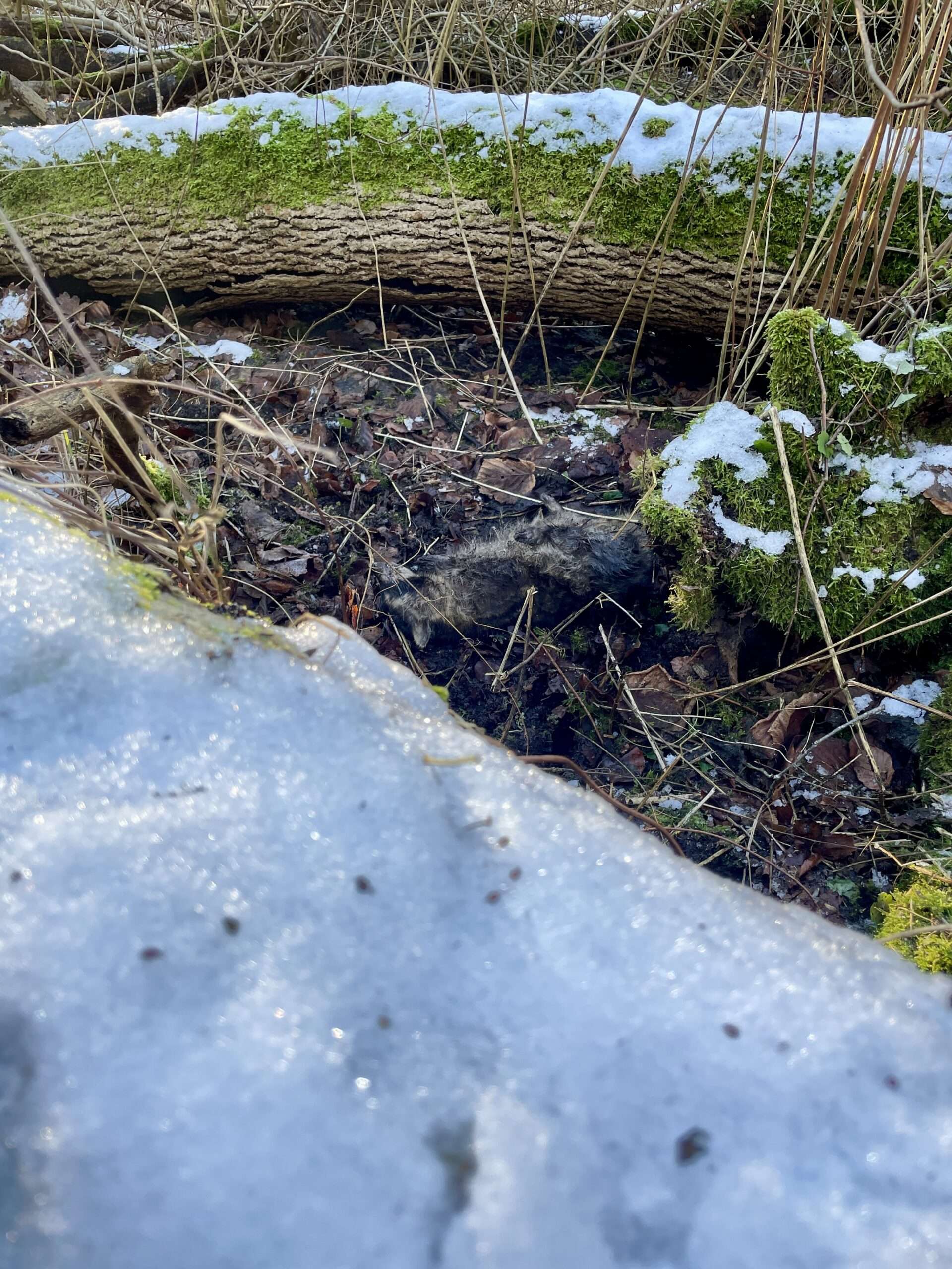 Toter Waschbär im Wald