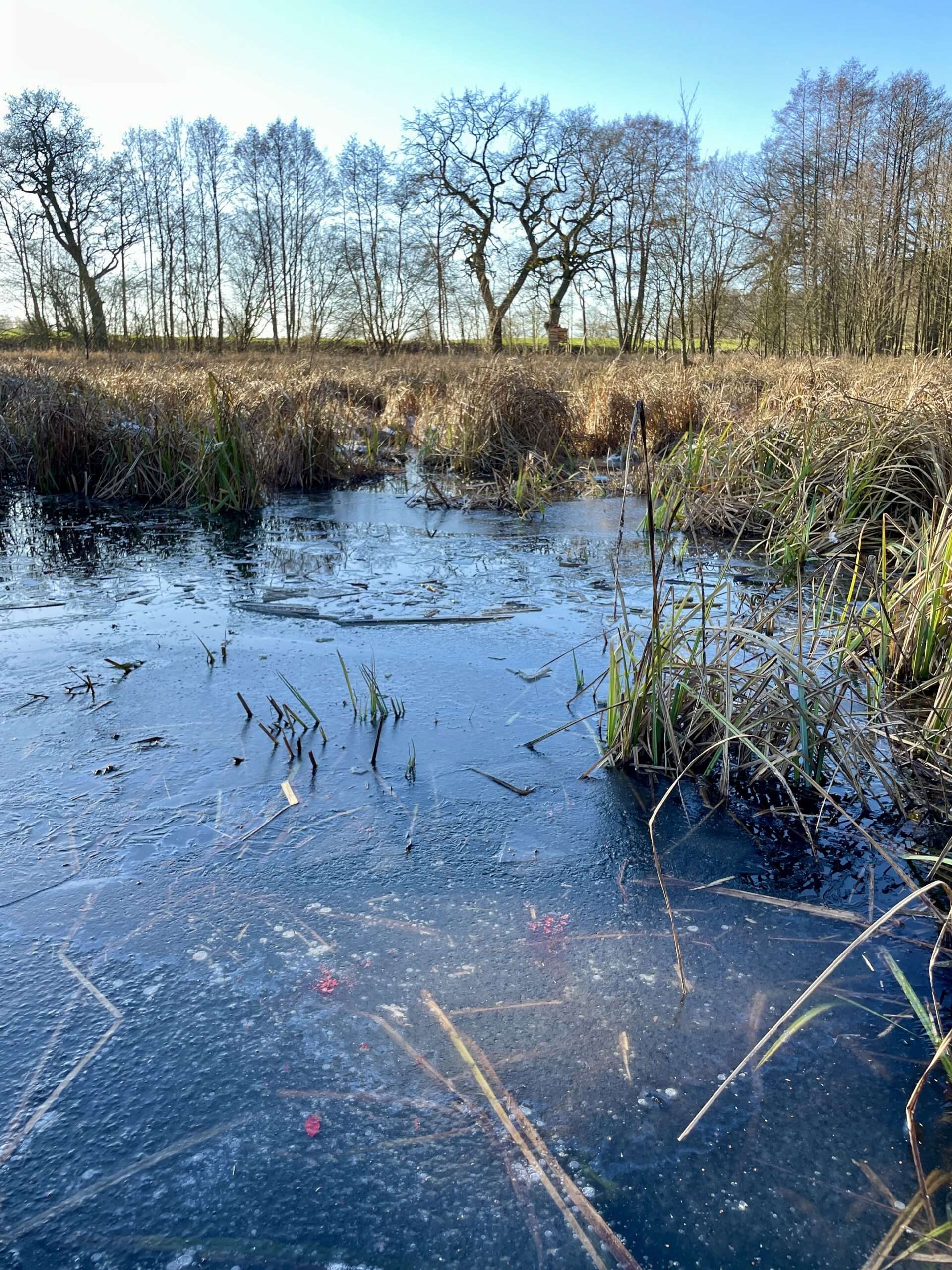 Eisdecke mit Anschussblut zwischen flachem Schilf