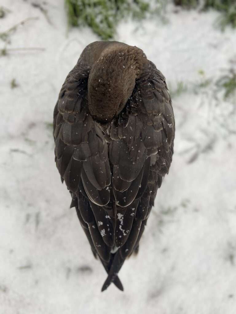 Gans im Schnee