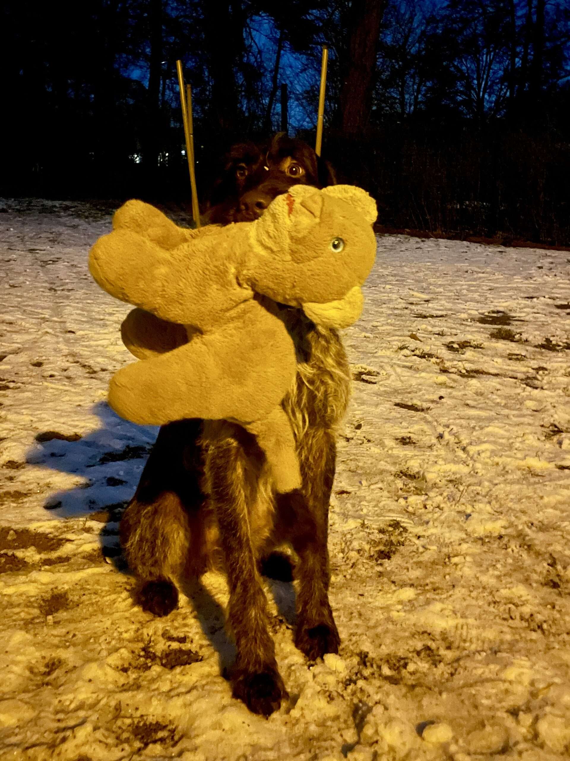 Drahthaar trägt einen Kuscheltierlöwe