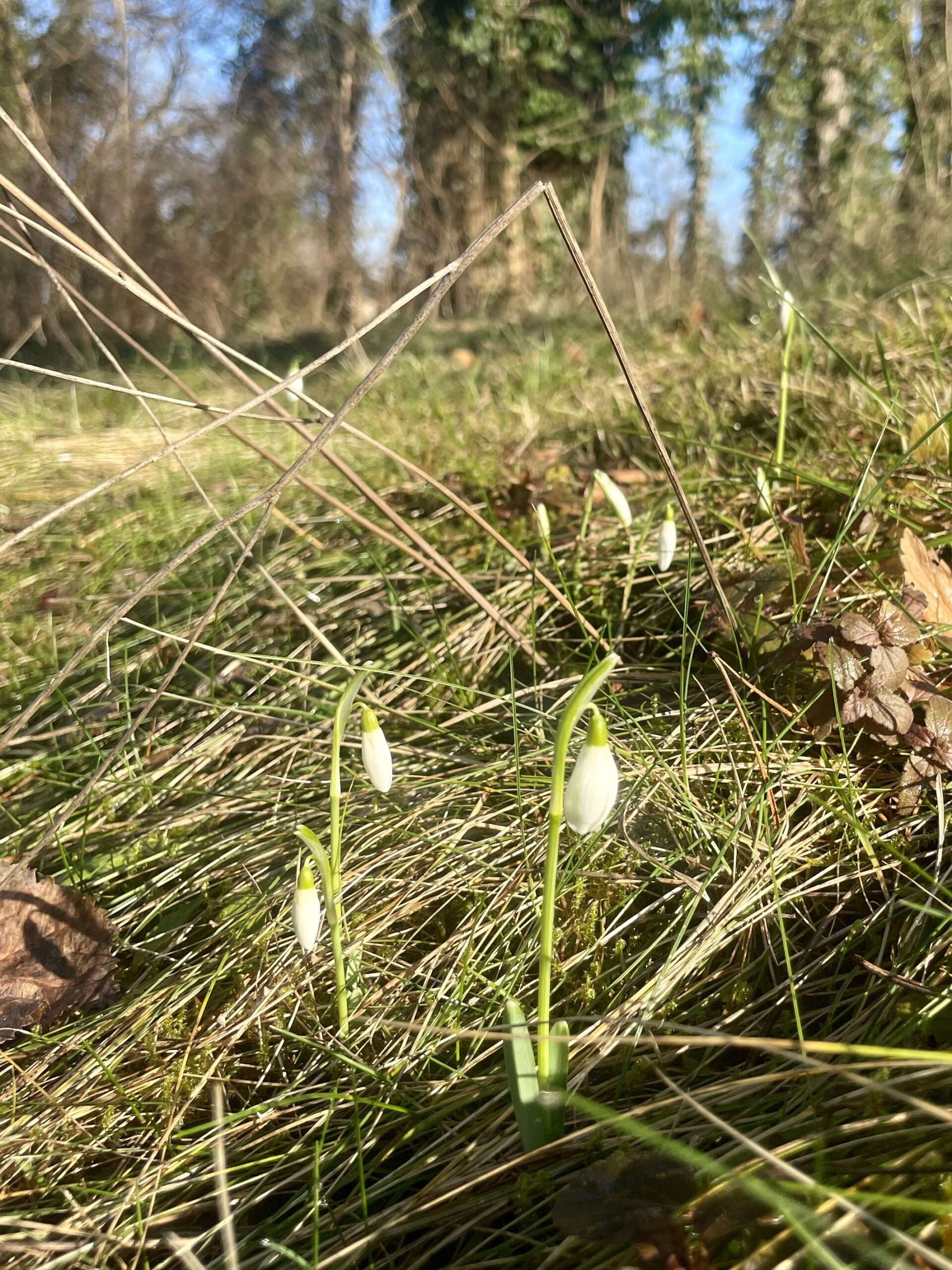 Schneeglöckchen in der Sonne