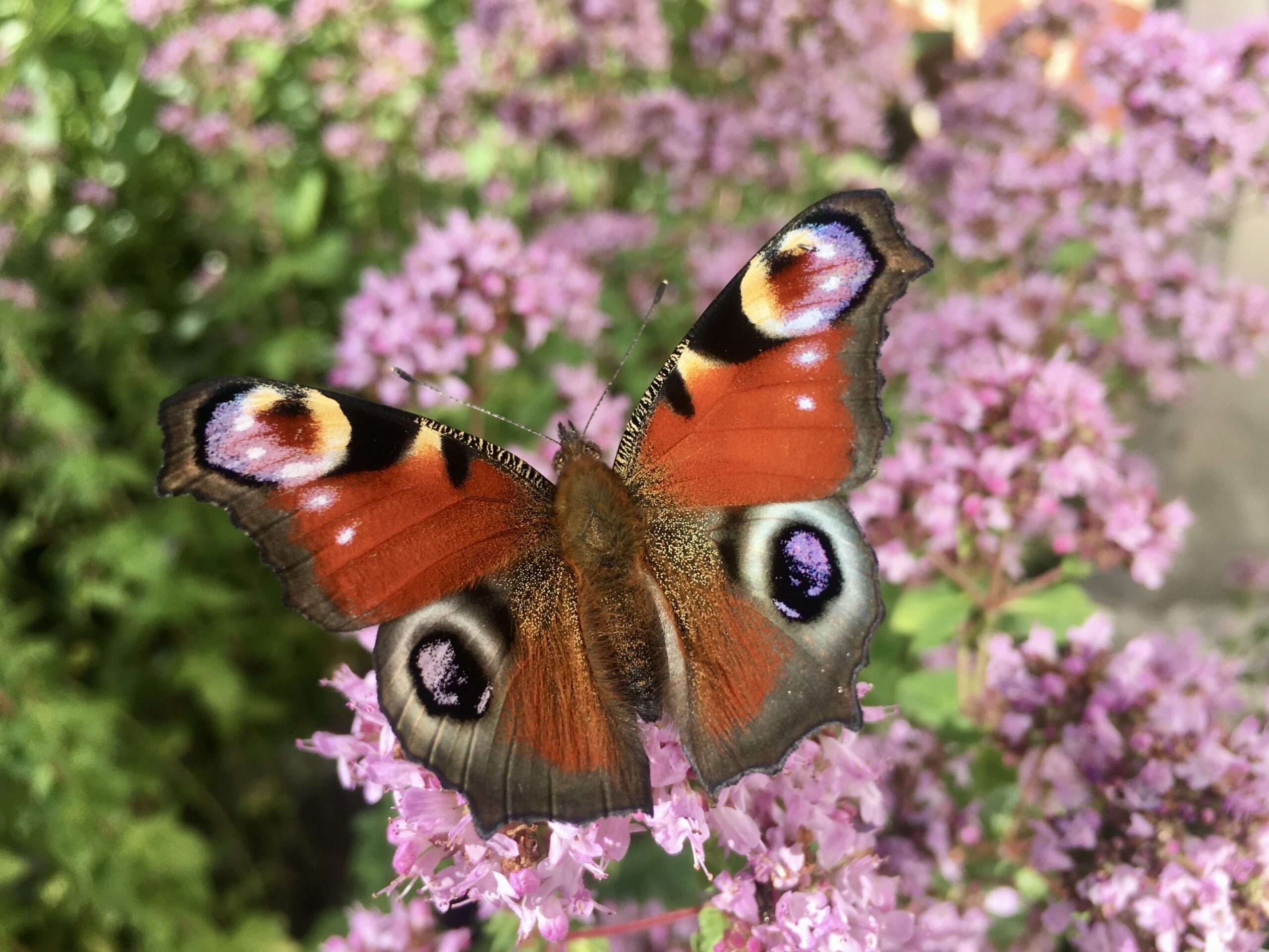 Tagpfaunenauge auf wildem Dost Schmetterling