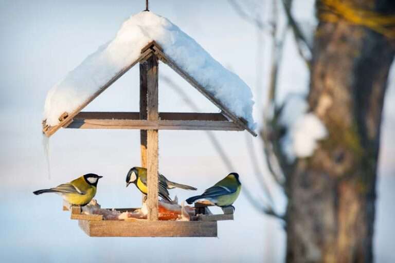 Kohl- und Blaumeisen fressen an einem Vogelhäuschen bei der Winterfütterung.