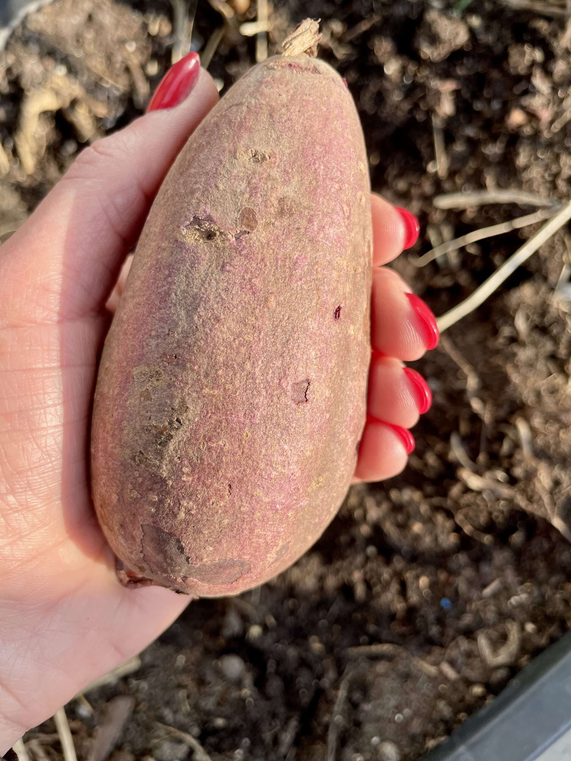 Süßkartoffelknolle in der Hand