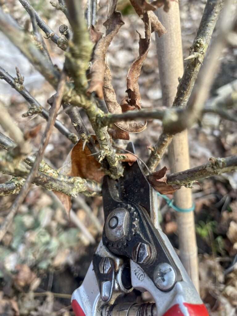 Eine Gartenschere setzt beim Obstbaumschnitt an einem Ast an.