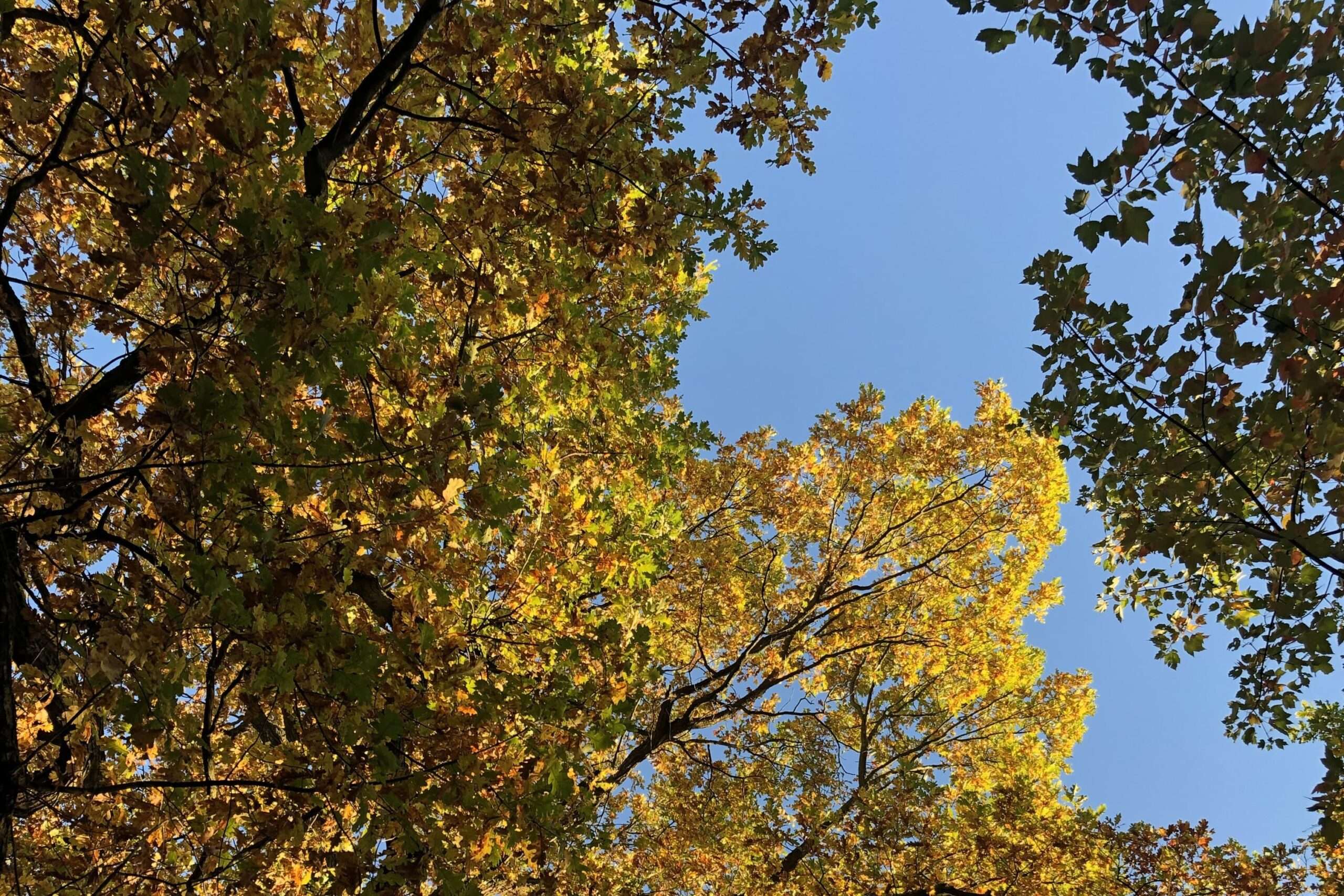 Blick von unten in eine herbstlich gelbe Eichenkrone