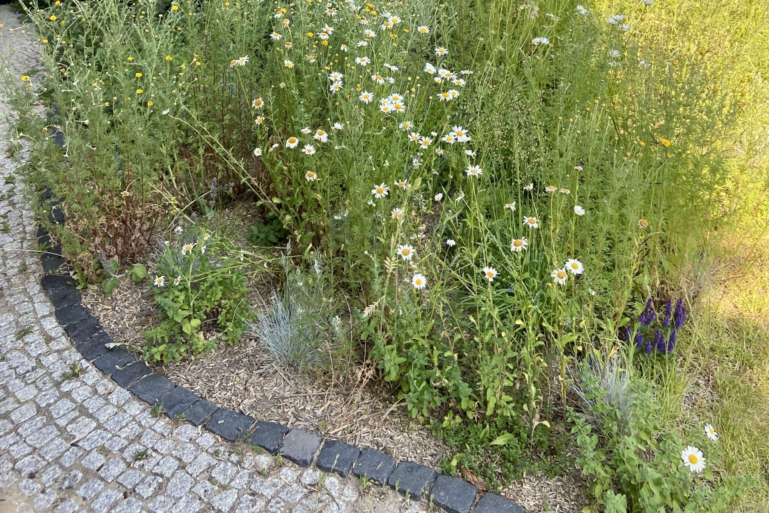 Naturnaher Garten mit wilden Mageriten