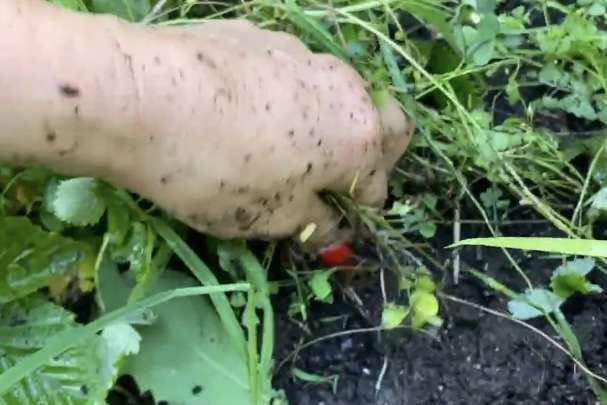 Hand in der Erde mit Unkraut