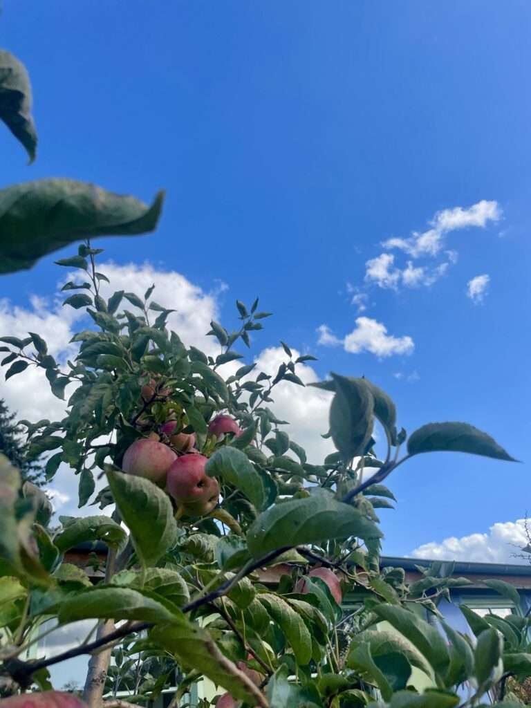 Reife Äpfel hängen im Apfelbaum unter blauem Himmel, Obsternte im Naturgarten.