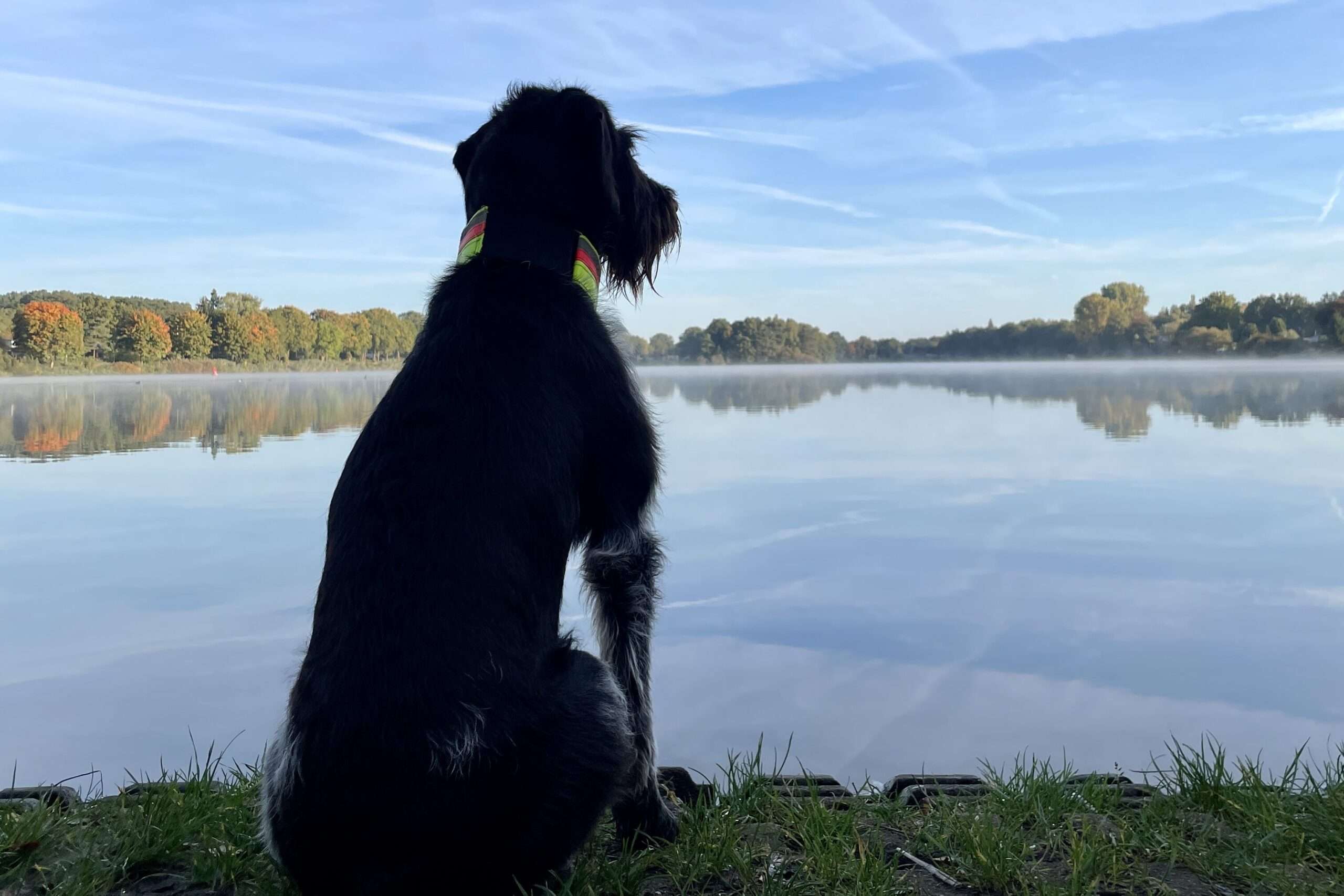 Deutsch Drahthaarhündin Braja vom Luthergrund vor der VGP an einem See