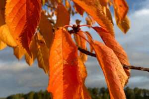 Zweig einer Kirsche mit leuchtend orangefarbenen Blättern in der Herbstsonne, Nahaufnahme