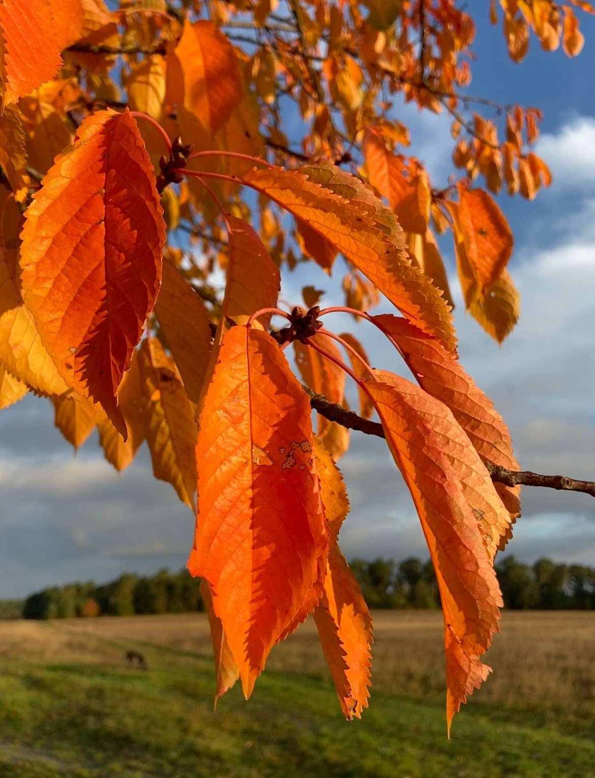 Leuchtend orange Blätter eines Kirschbaums im Herbstlicht vor der herbstlichen Landschaft orangefarbene Blätter im Oktober, Symbol für natürliche Stoffwechselprozesse und Herbstfärbung in der Natur.