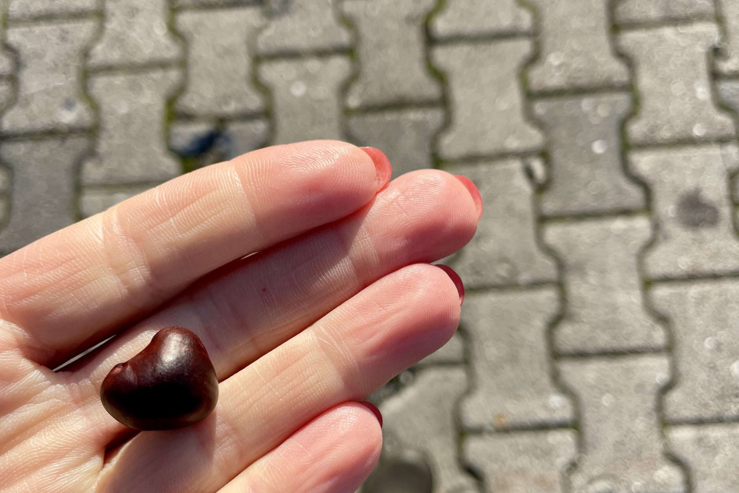 Glücksbringer Minikastanie aus der Jackentasche auf der Hand.