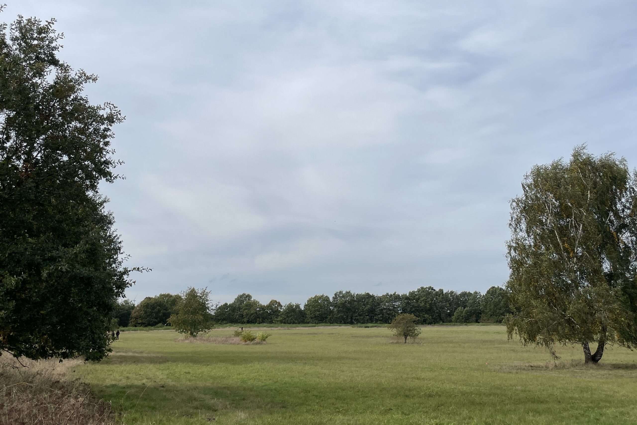 Wiesenlandschaft in Schleswig-Holstein