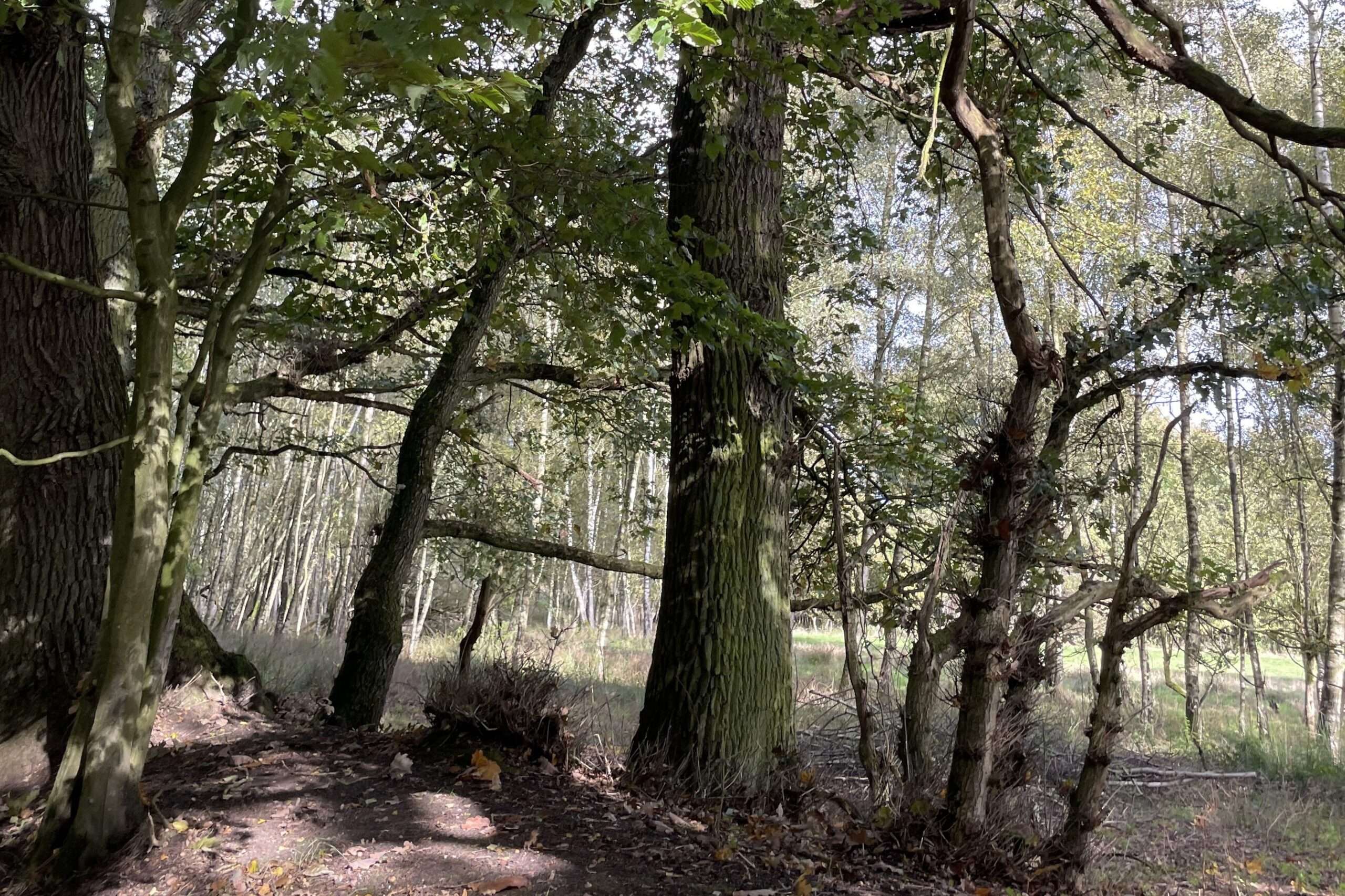 Alte Eichen vor Birkenwäldcheb
