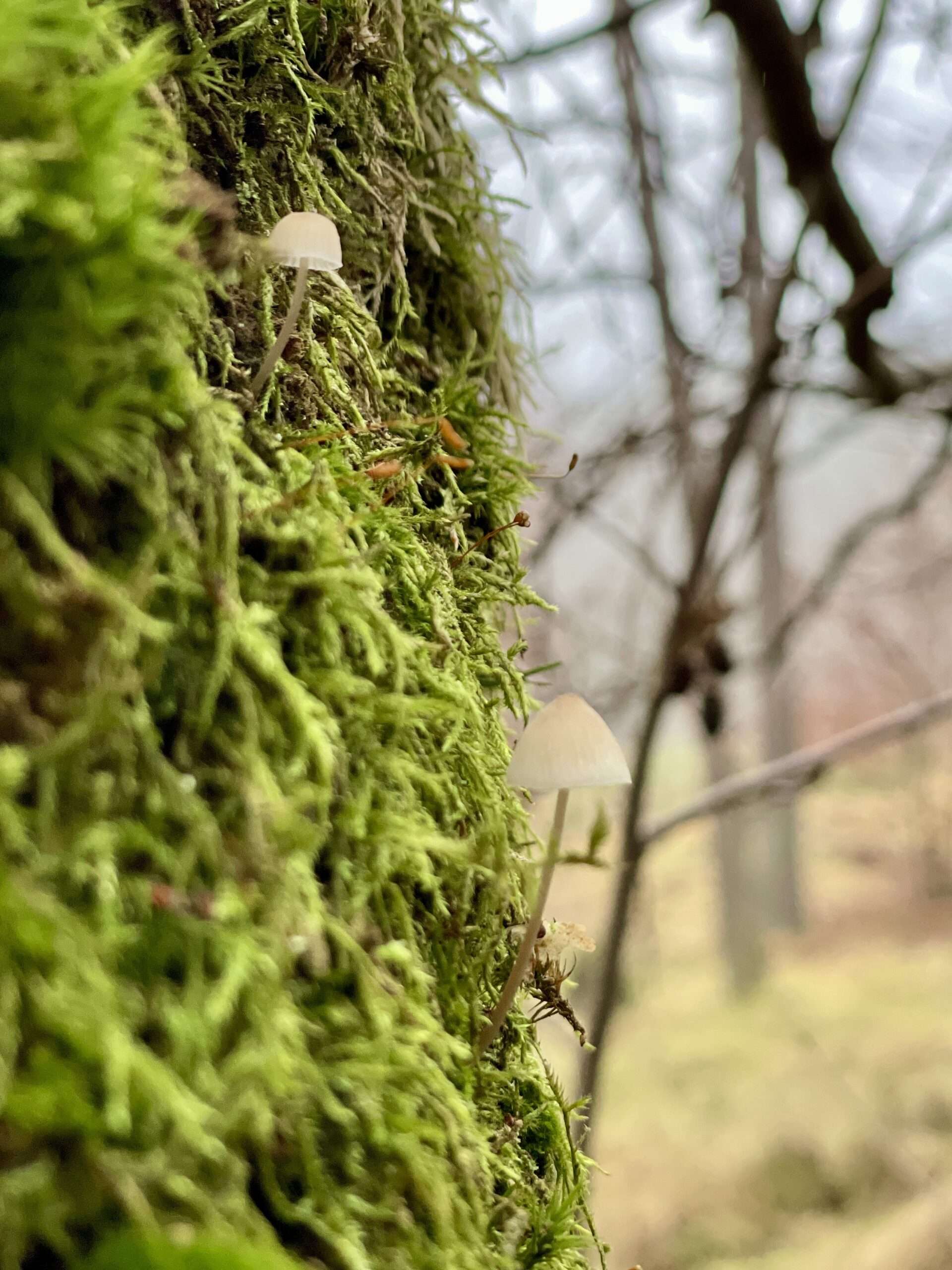 Makroaufnahme von Moos und kleinen Pilzen an einem Baumstamm. Bild von Gunhild Rudolph 