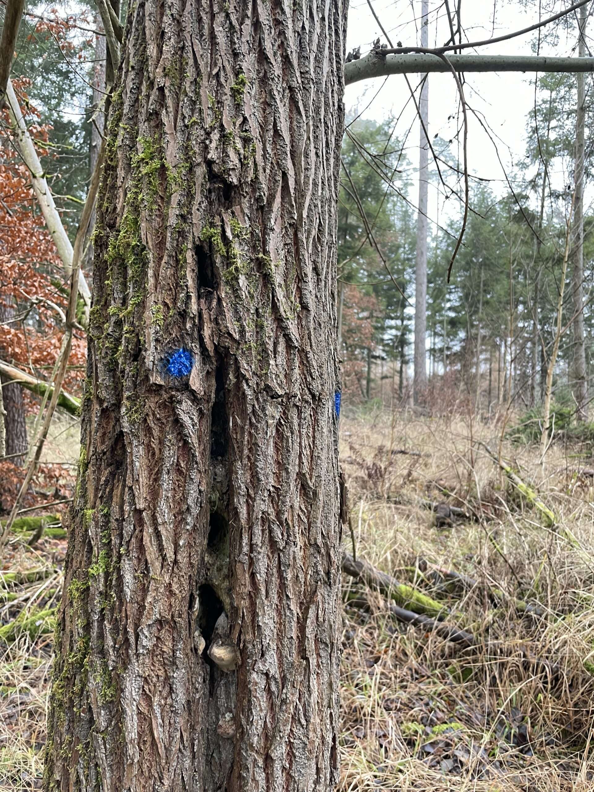 Salweide mit morschen Stamm als Habitatbaum im Wald. von Gunhild Rudolph