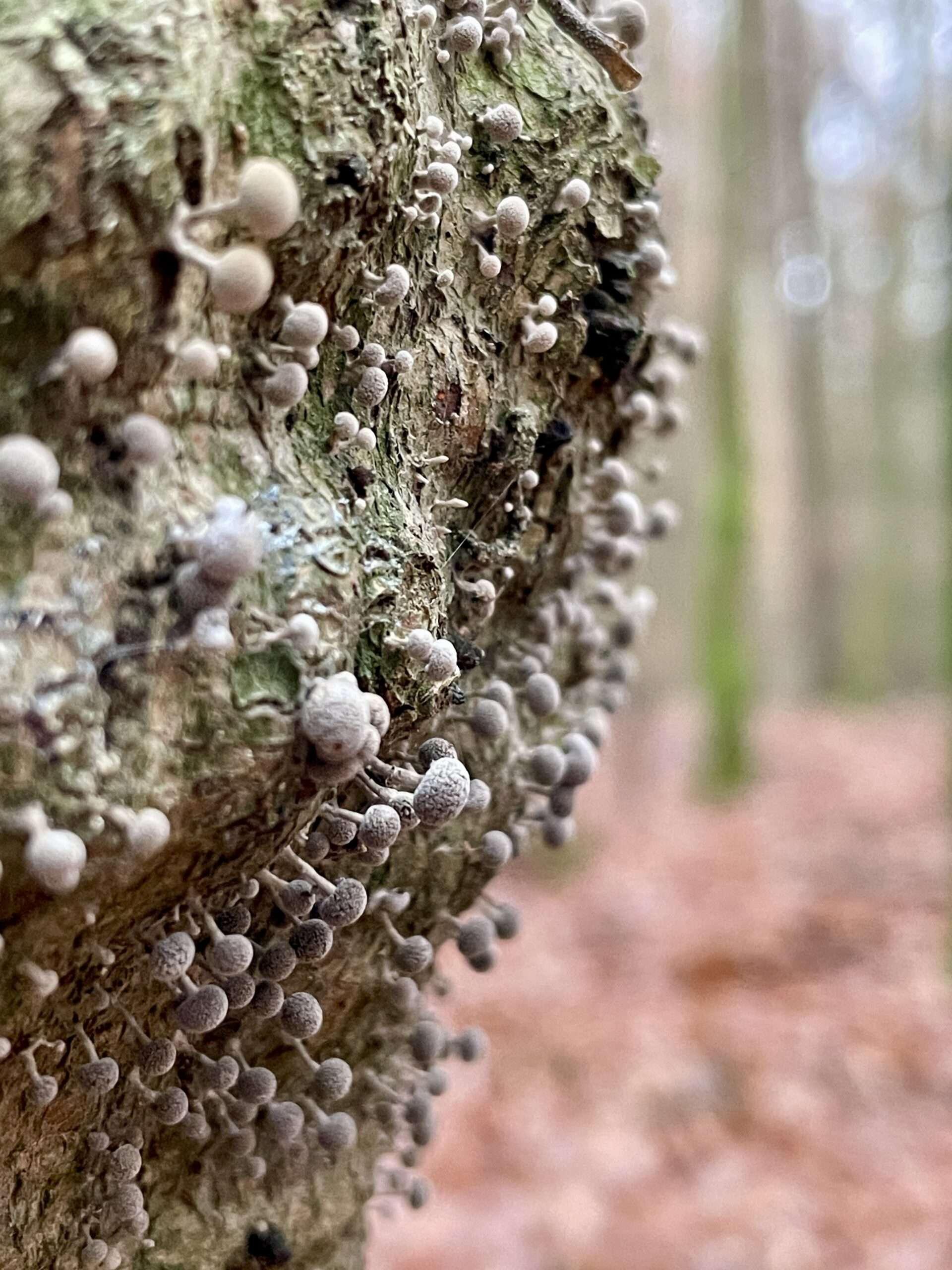 Nahaufnahme von Buchen-Hütchenträger. Bild von Gunhild Rudolph 