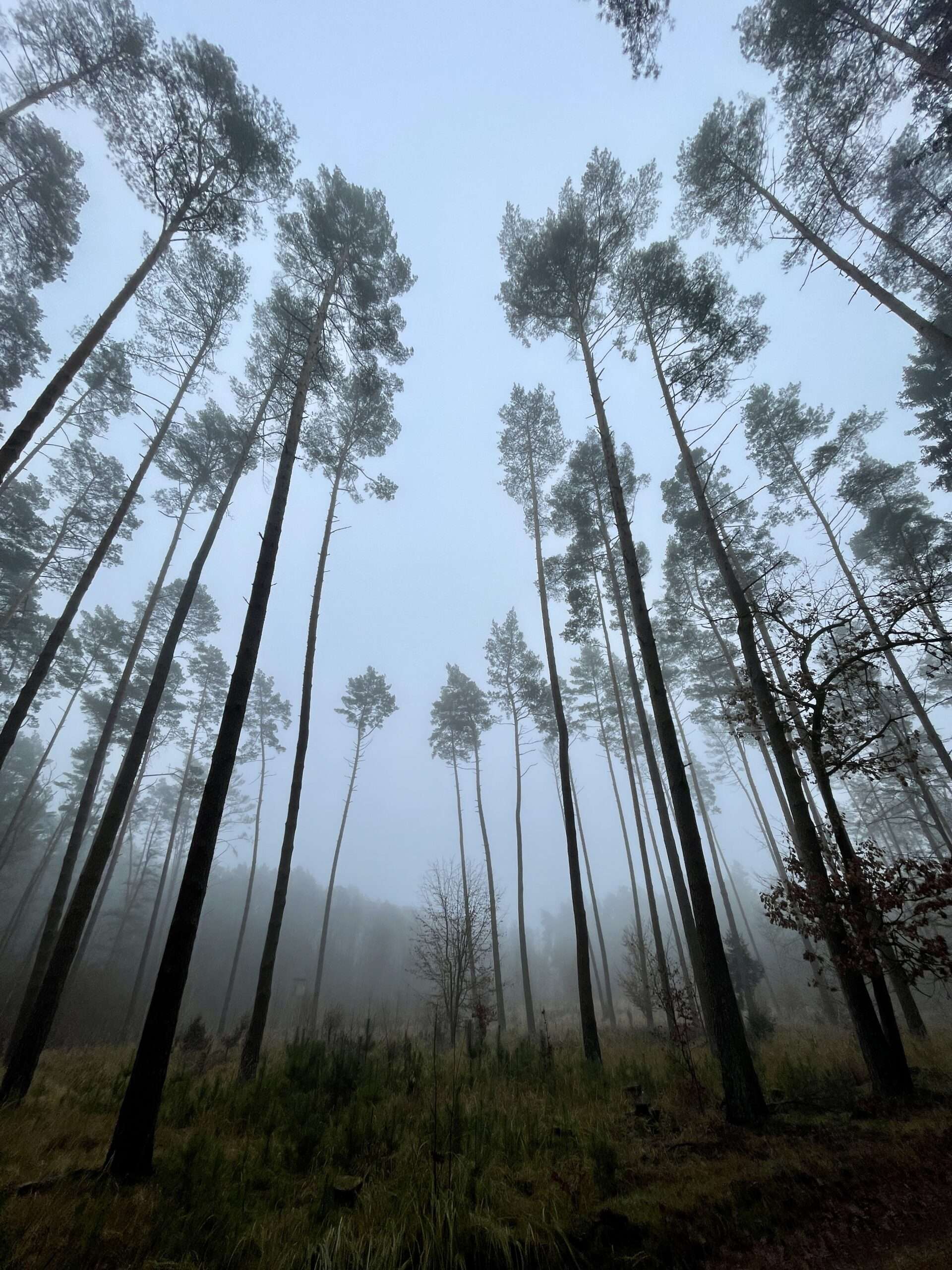 Blick in den Wald mit Neben und wenigen Kiefern. Bild von Gunhild Rudolph