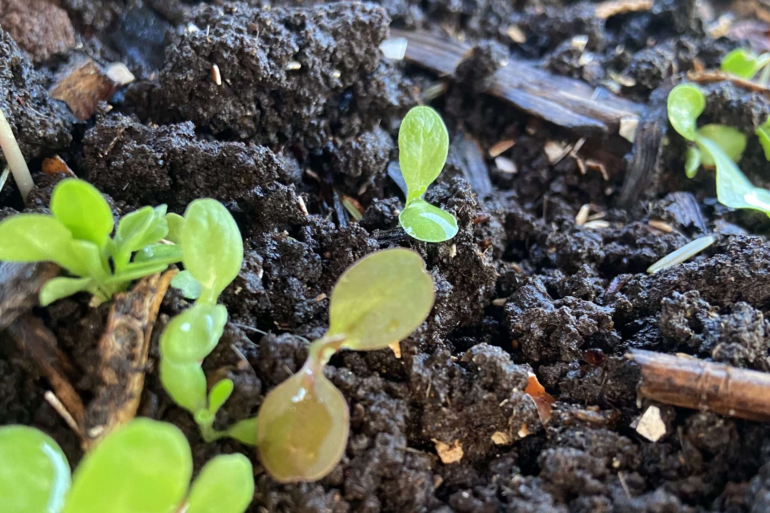 frisch aufgelaufene Salatsaat mit Wassertropfen