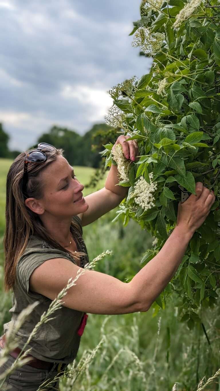 Gunhild Rudolph schneidet lächelnd Holunderblüten (Sambucus nigra) von einem Strauch.