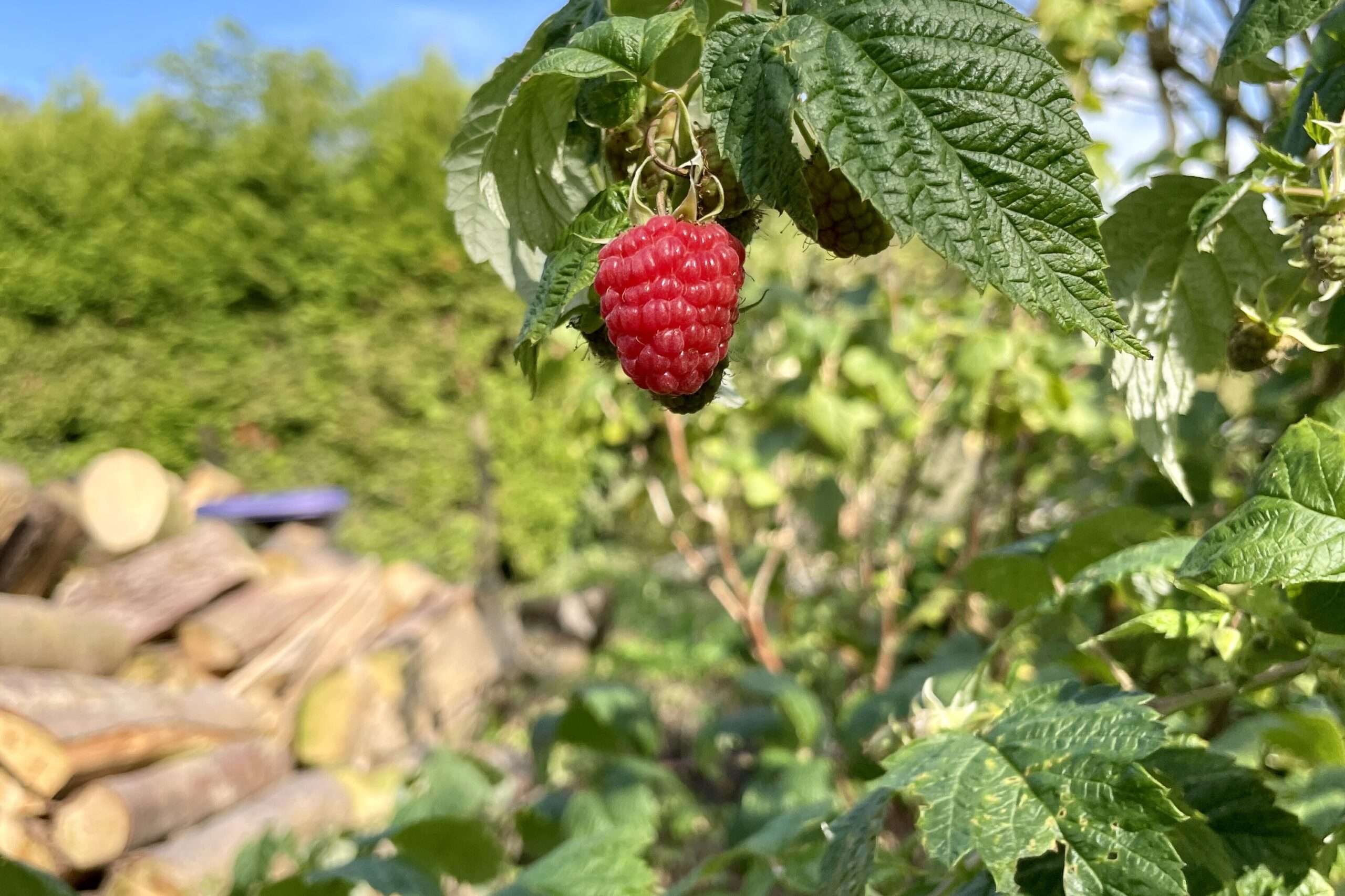 Himbeere vor Holzstapel