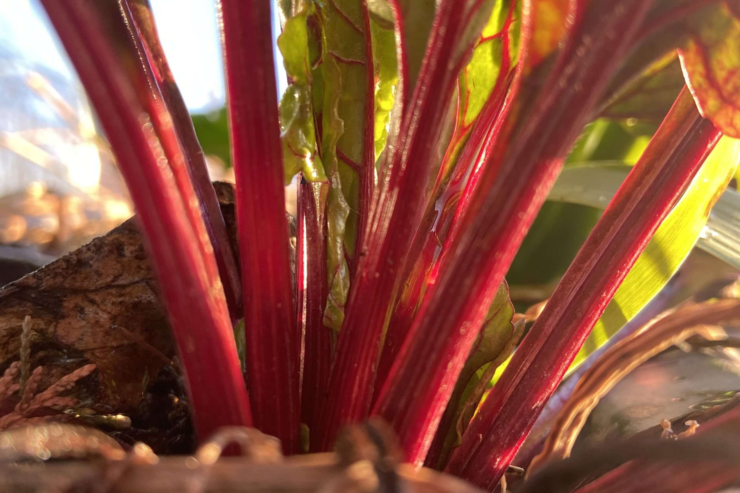 Rotstieliger Mangold