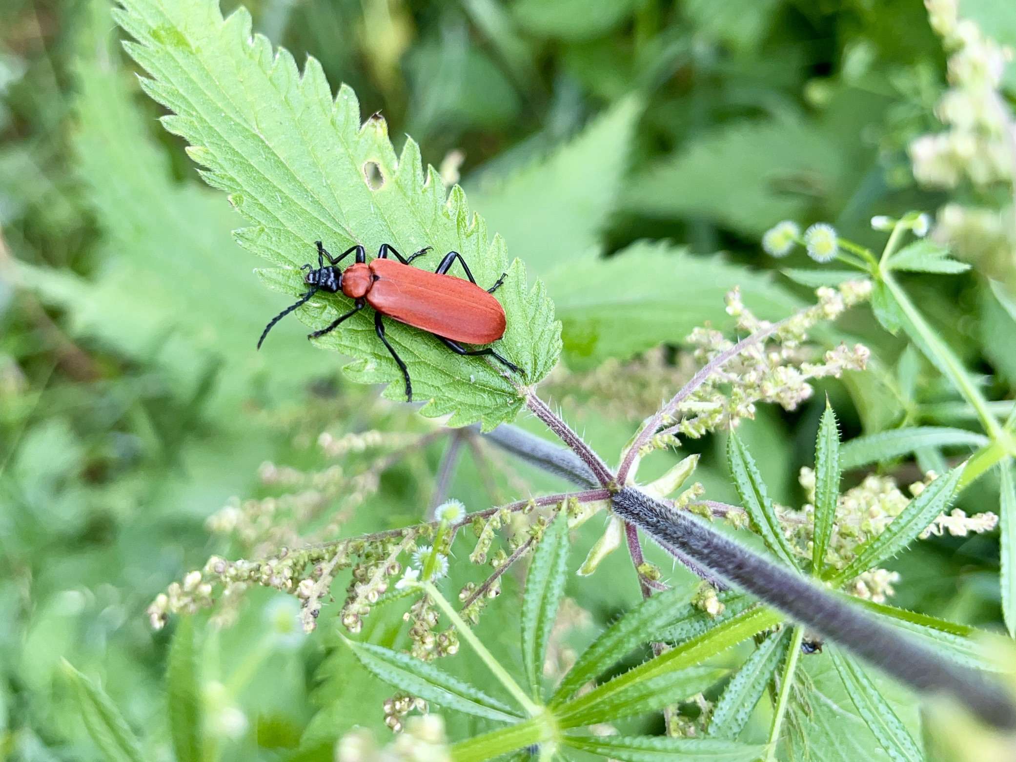 Scharlachroter Feuerkäfer auf einem Brennnesselblatt