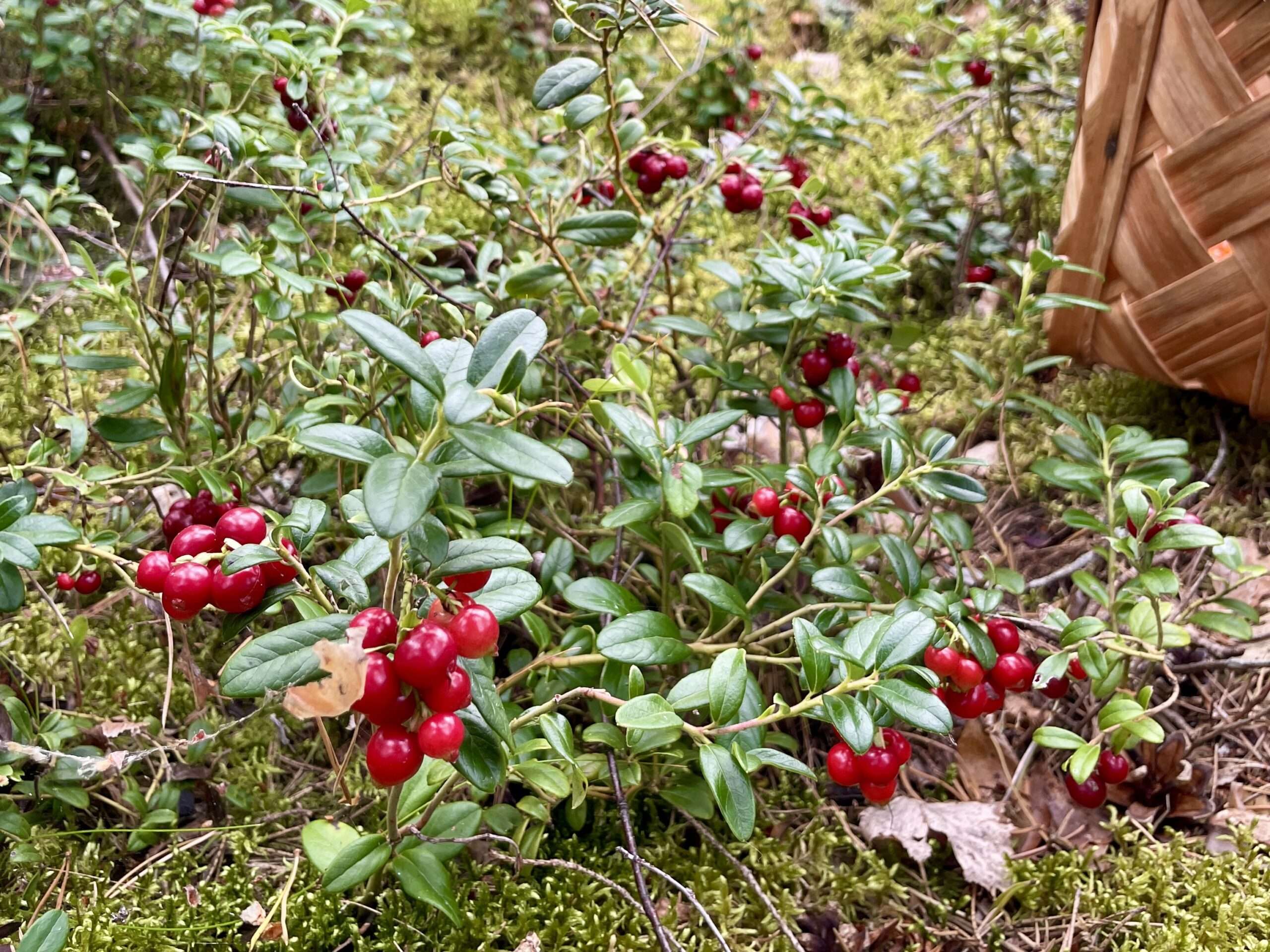 Bodennaher Bewuchs mit Beeren (Preiselbeeren) als Beispiel für funktionierenden Lebensraum im Garten
