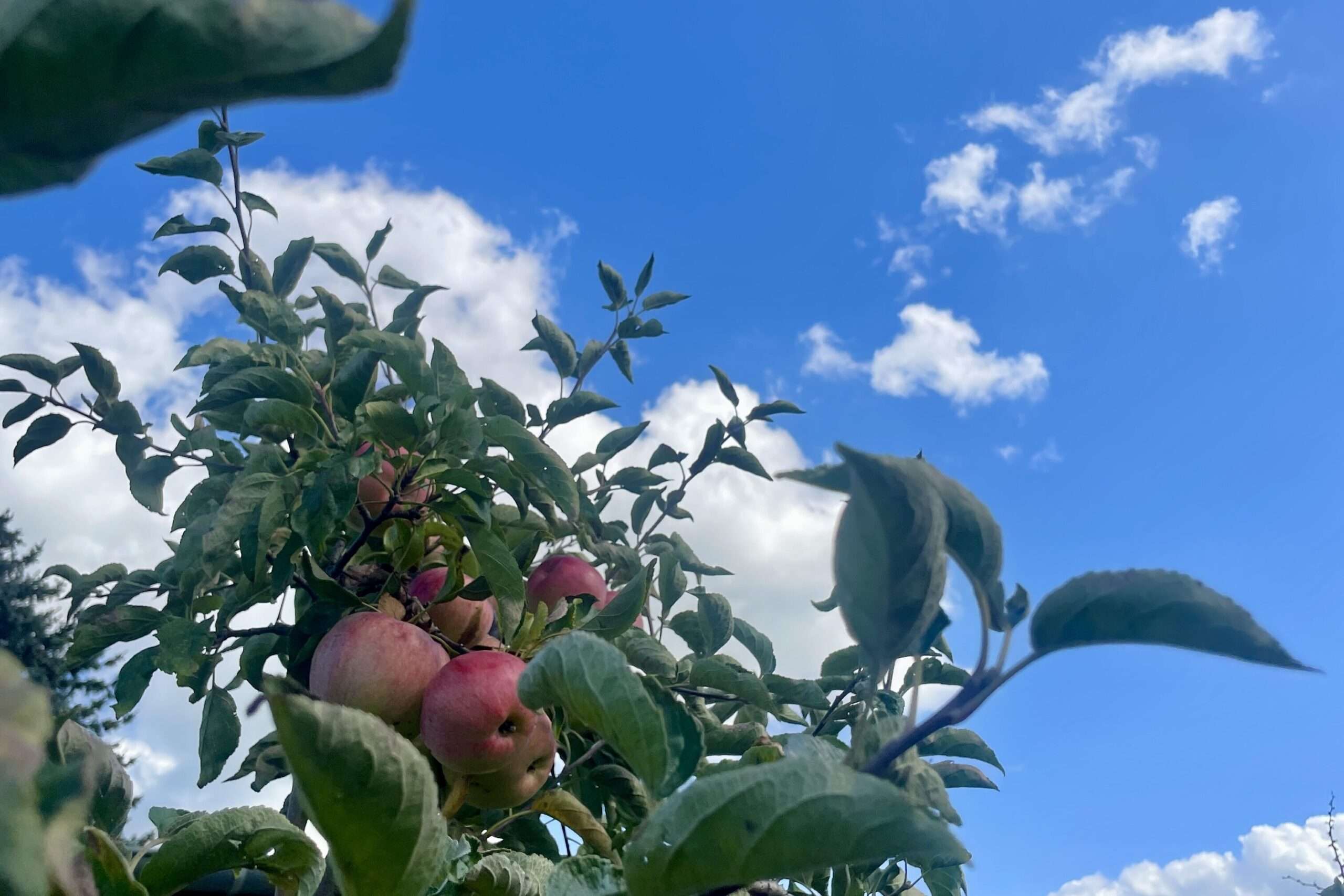 Reife Äpfel hängen im Apfelbaum unter blauem Himmel, Obsternte im Naturgarten.