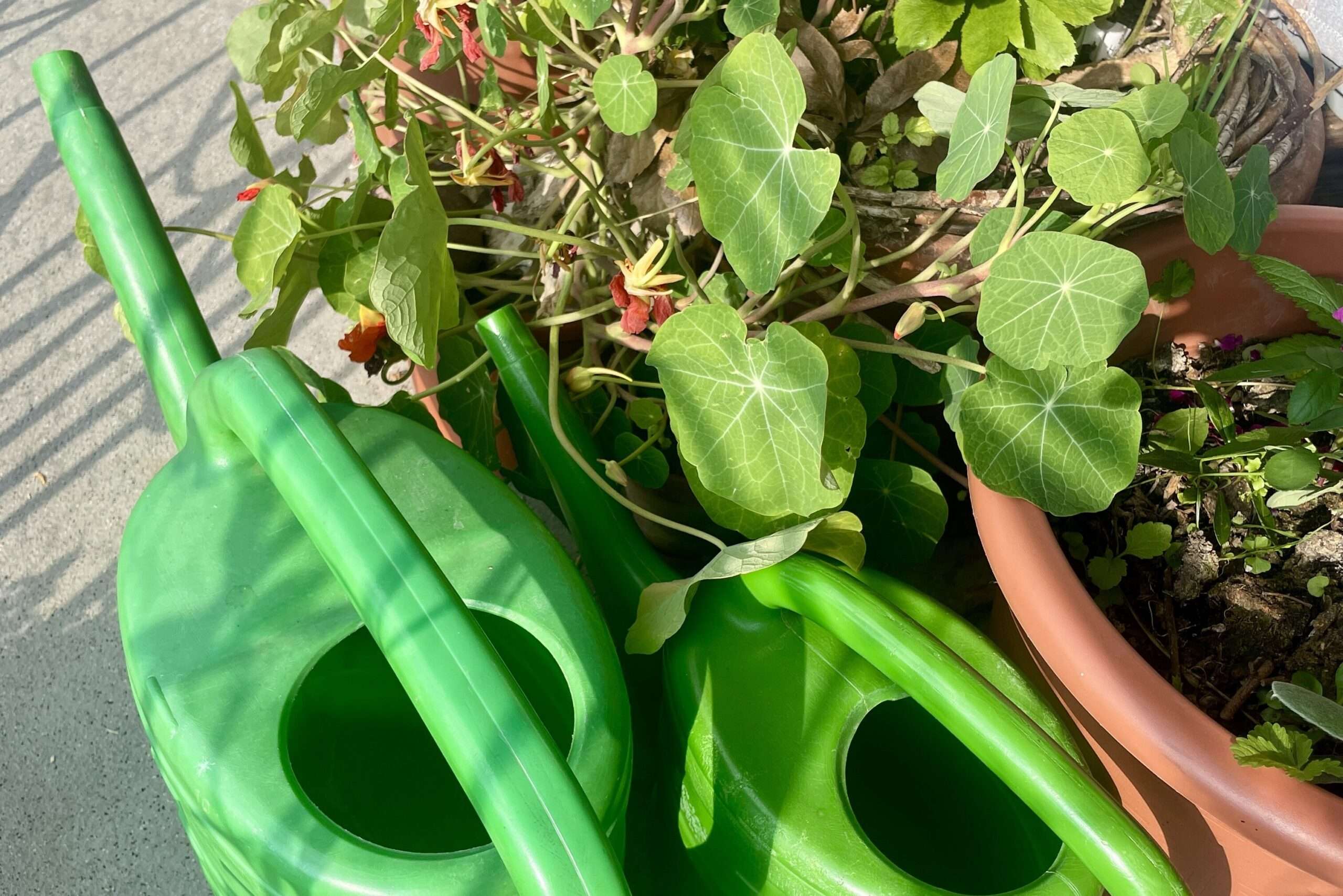 Zwei grüne Gießkannen neben Topfpflanzen auf Terrasse, nachhaltige Gartenbewässerung.