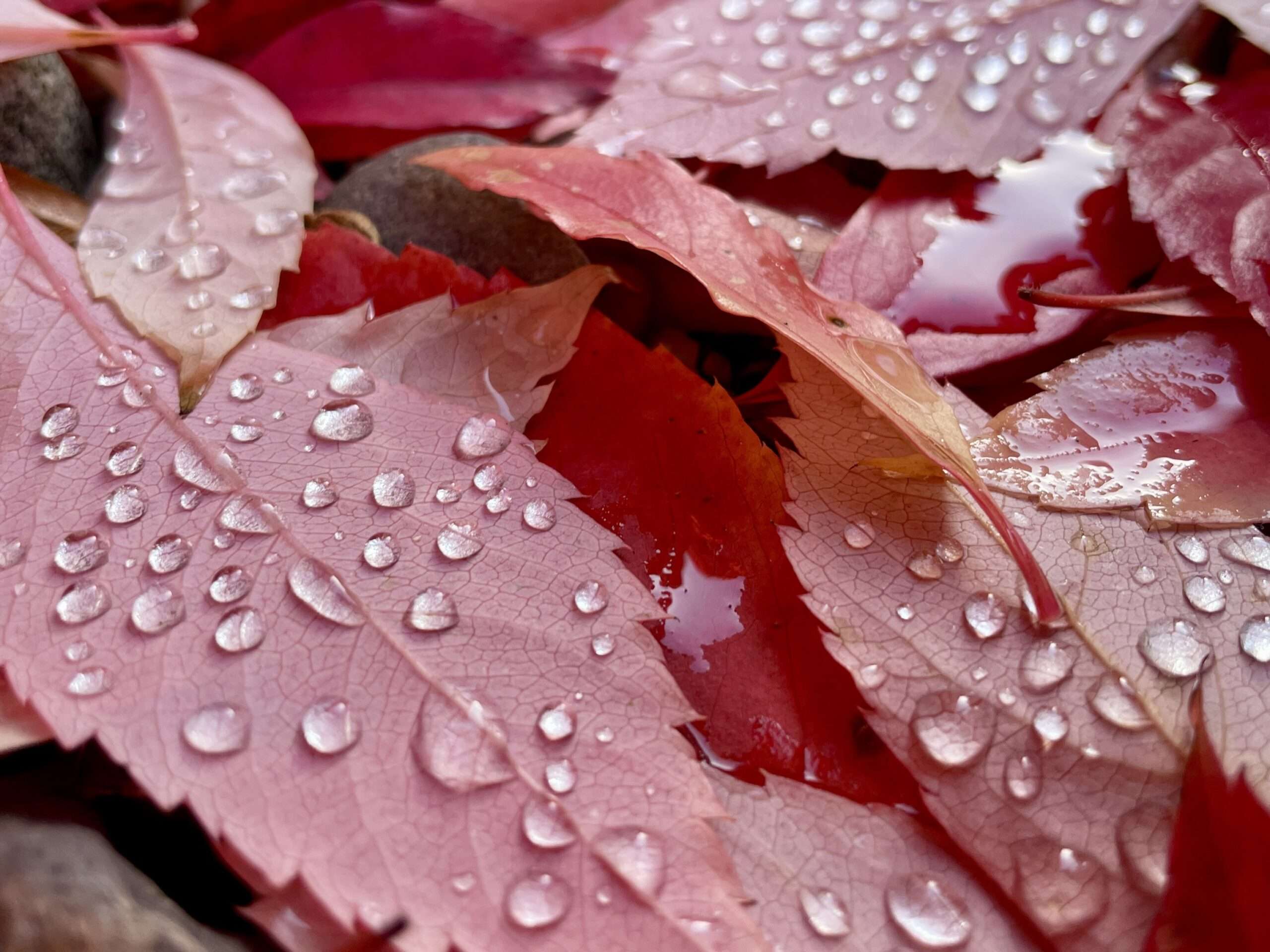 Herbstlaub (rote Blätter des Wilden Weins) mit Regentropfen als Symbol für natürliche Kreisläufe im Garten.
