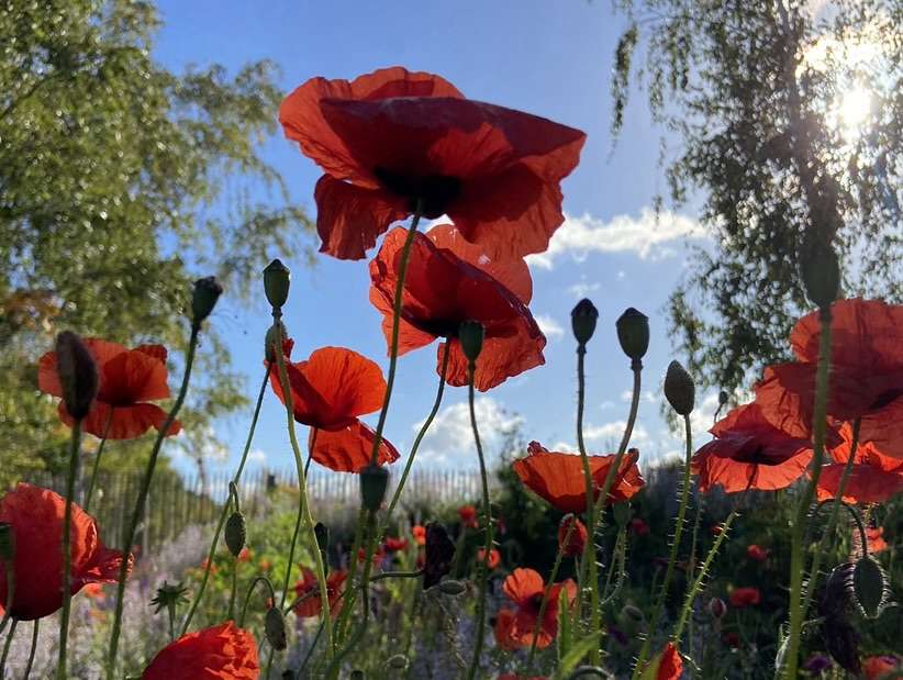 naturnaher Garten mit blühendem Mohn im Gegenlicht als Symbol für Eigenleben und Ruhe